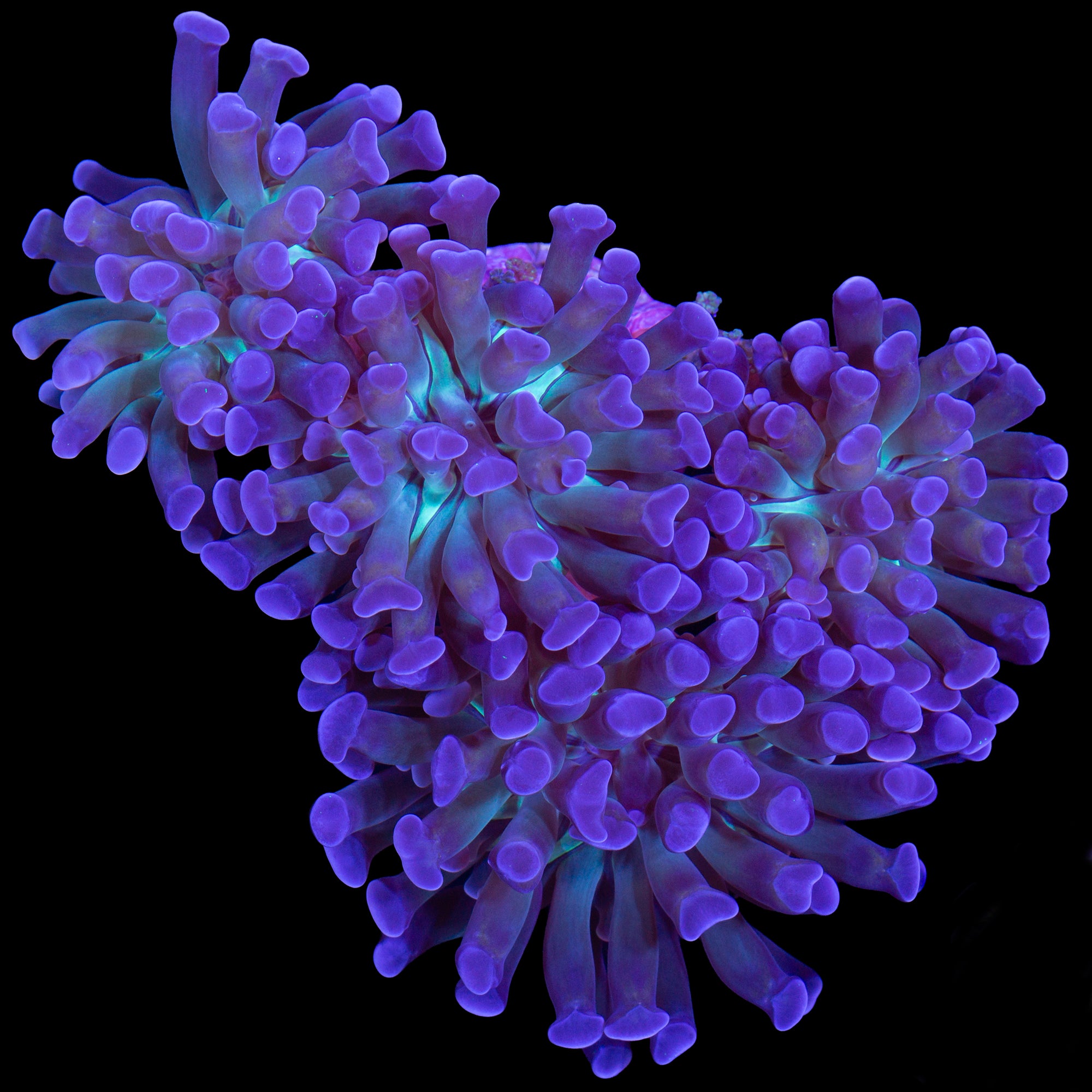 Green Center Hammer Coral Colony