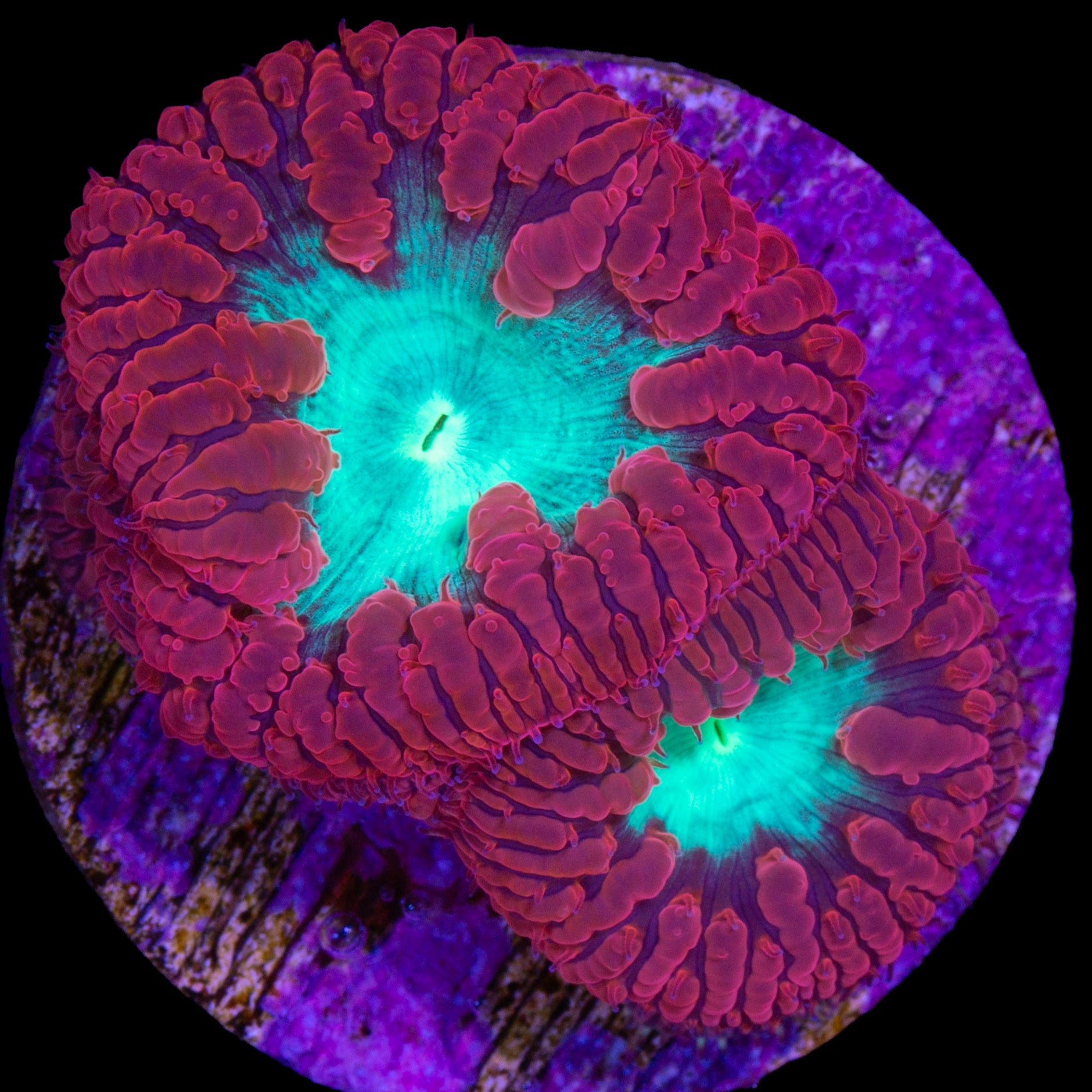 Red & Green Blastomussa Coral