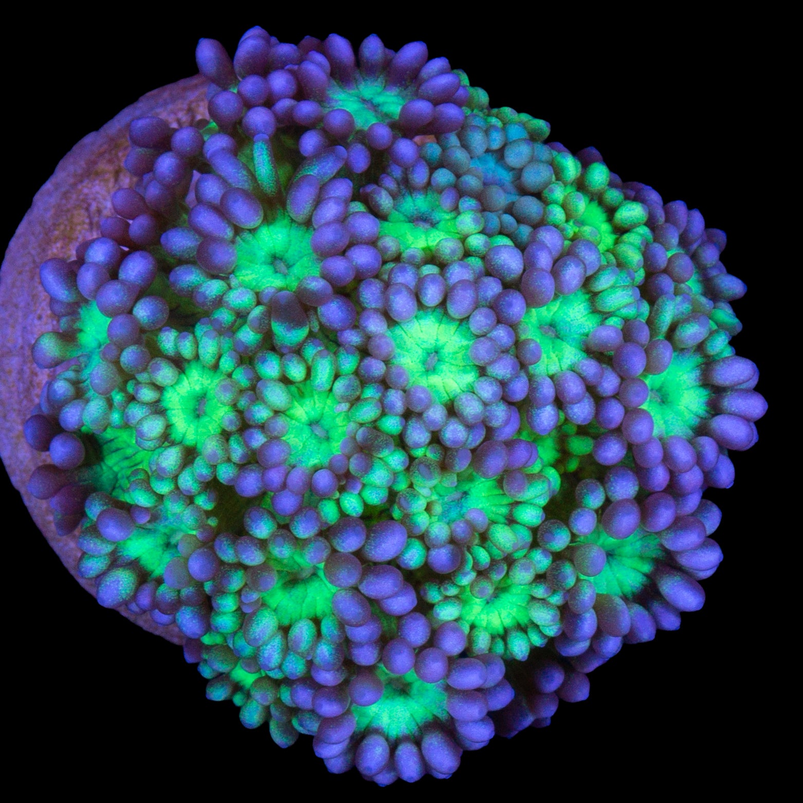 Joker Goniopora Coral - New Release