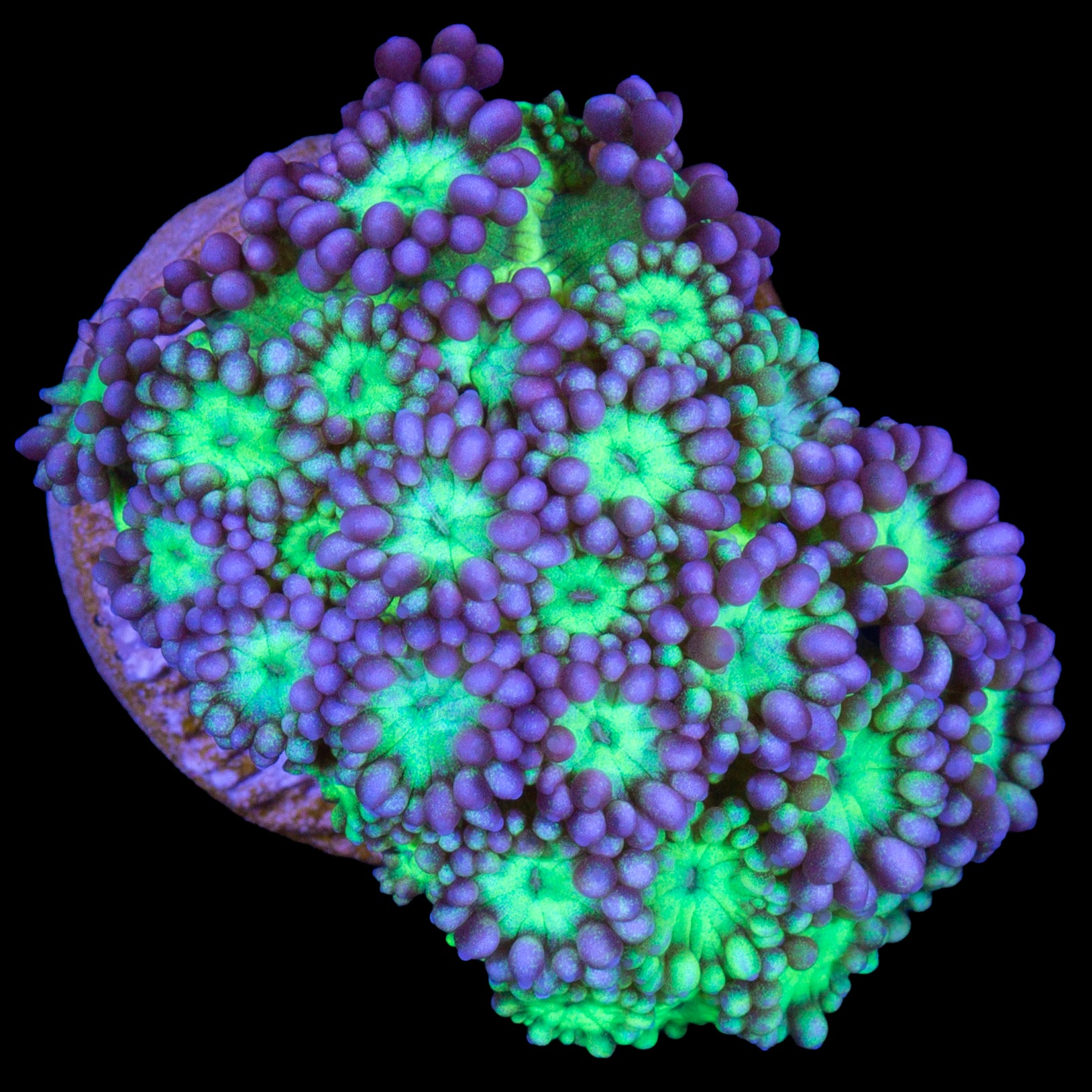 Joker Goniopora Coral - New Release
