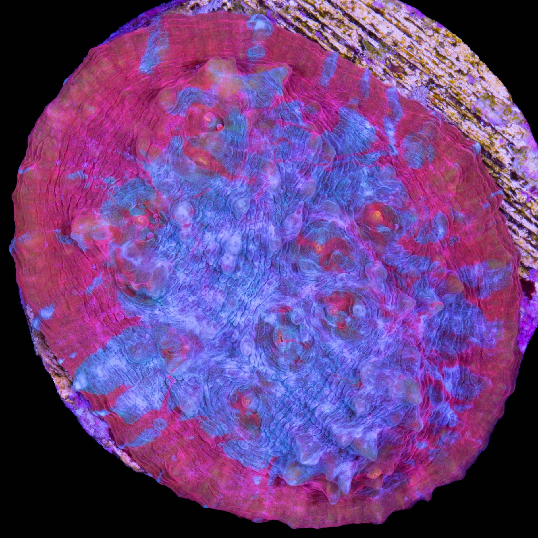 Hot Tamale Echinophyllia Coral