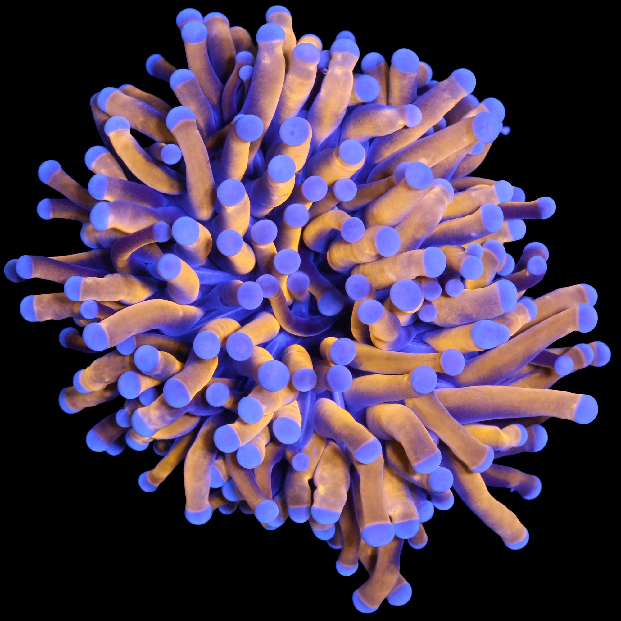 24K Gold Torch Coral