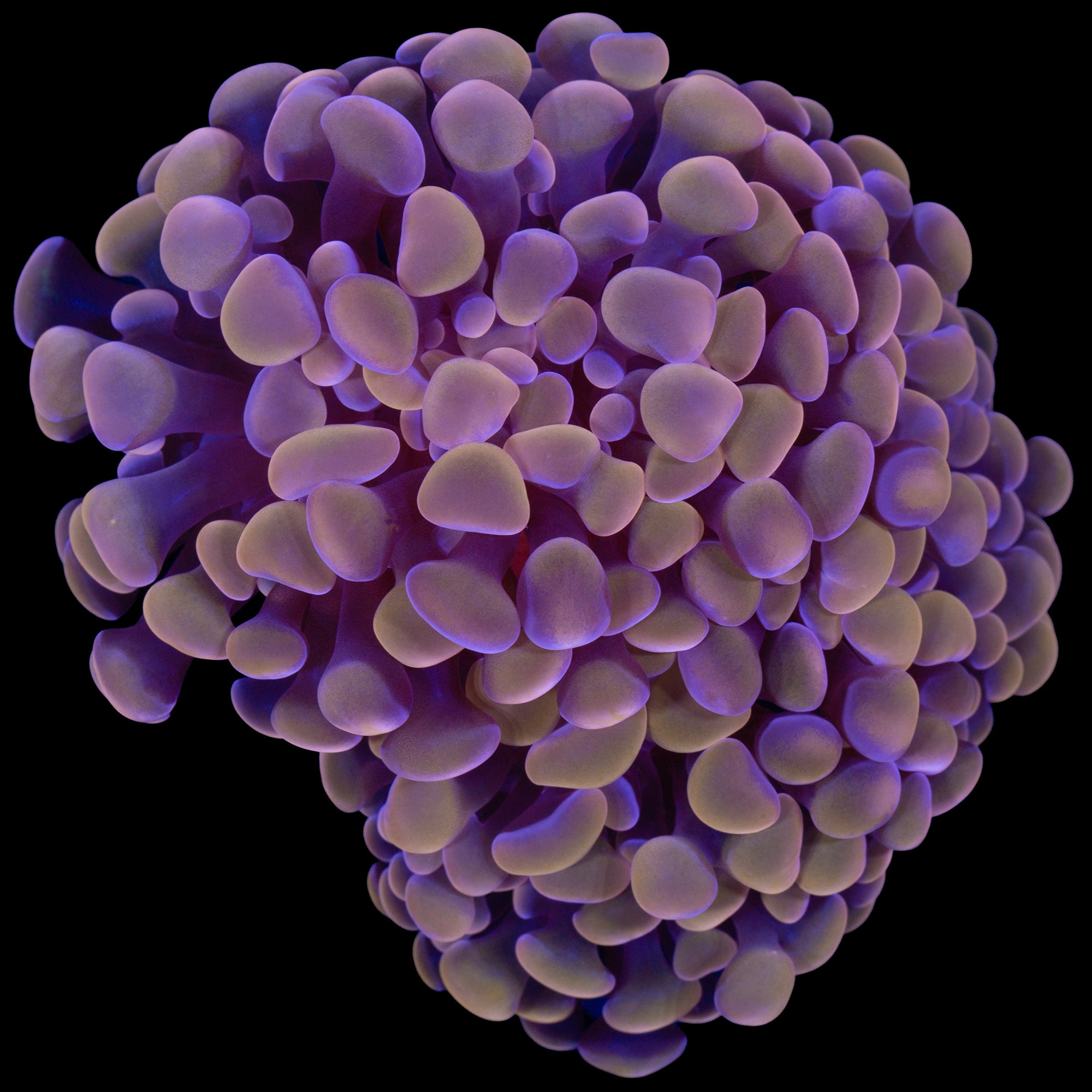 Peach Branching Hammer Coral