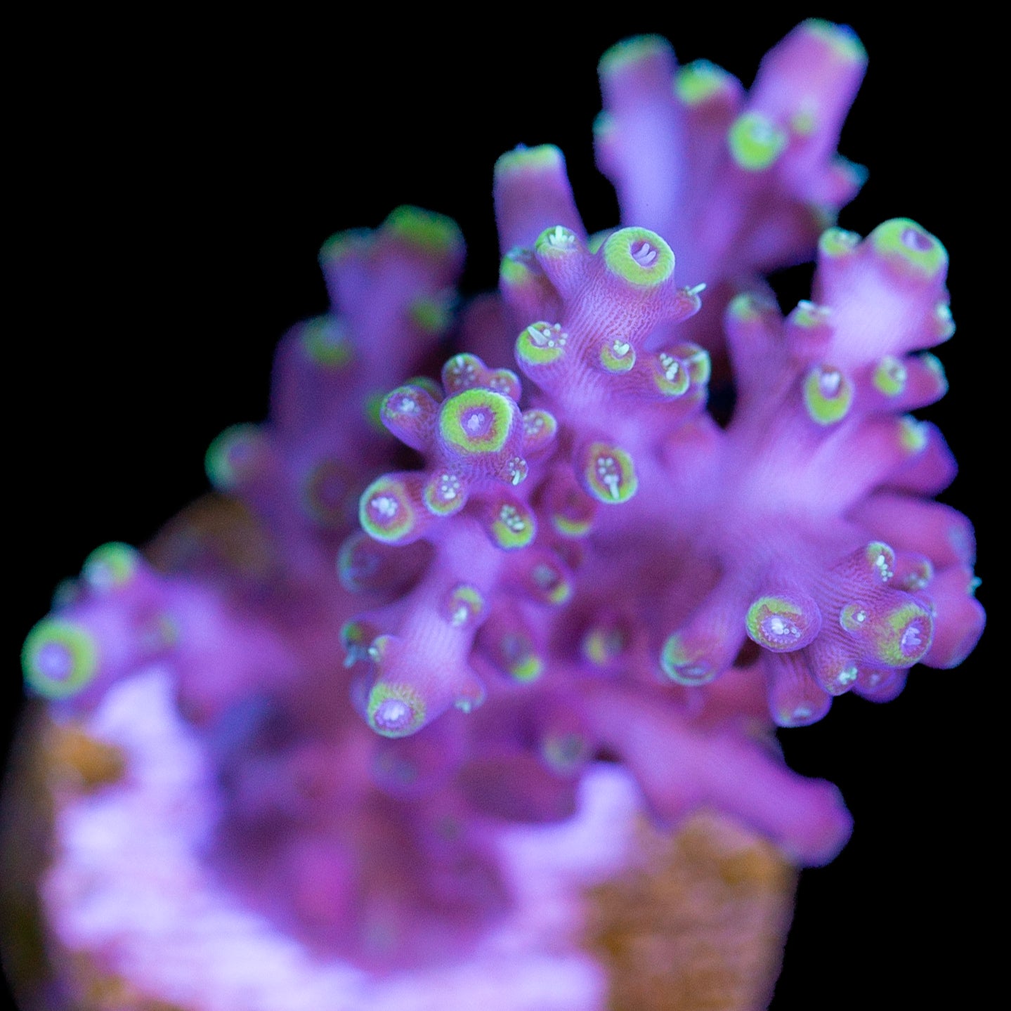 RR Firecracker Acropora Coral