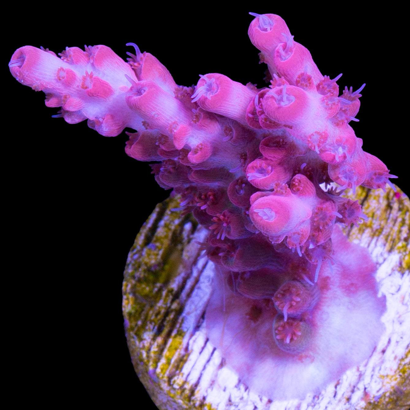 Pink Prism Acropora Coral