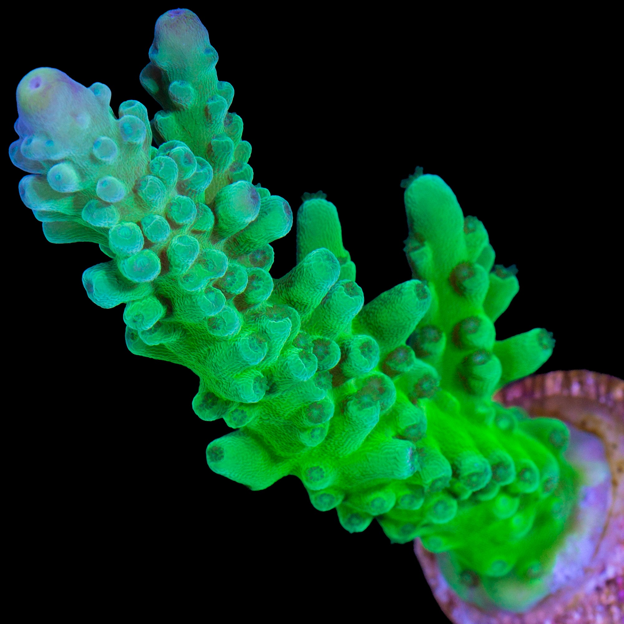 Enigma Acropora Coral