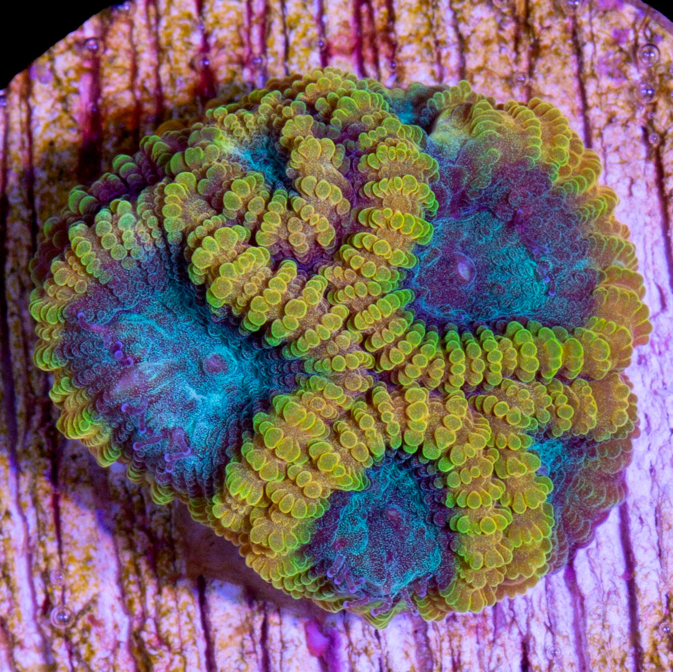 Blue Flame Favia Coral