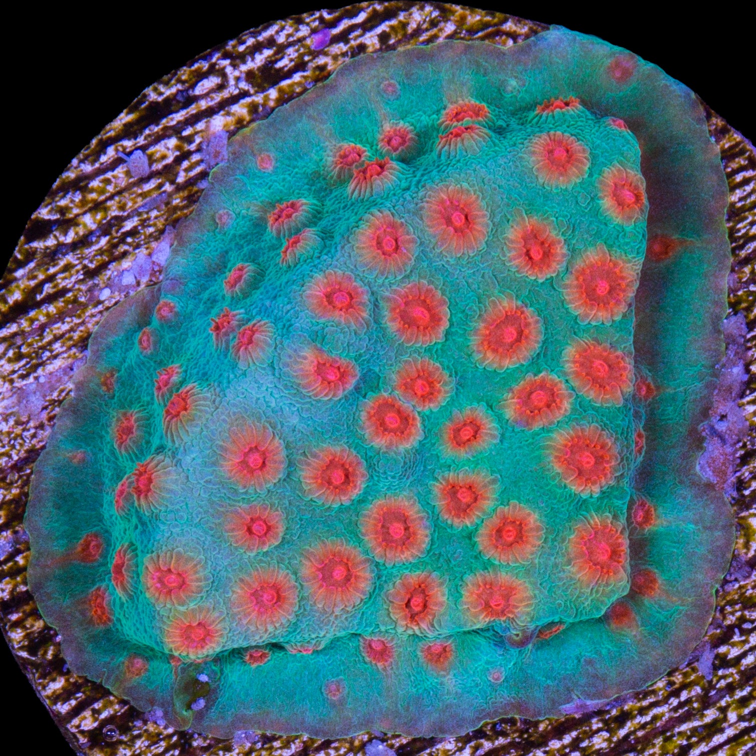 Jingle Bells Cyphastrea Coral