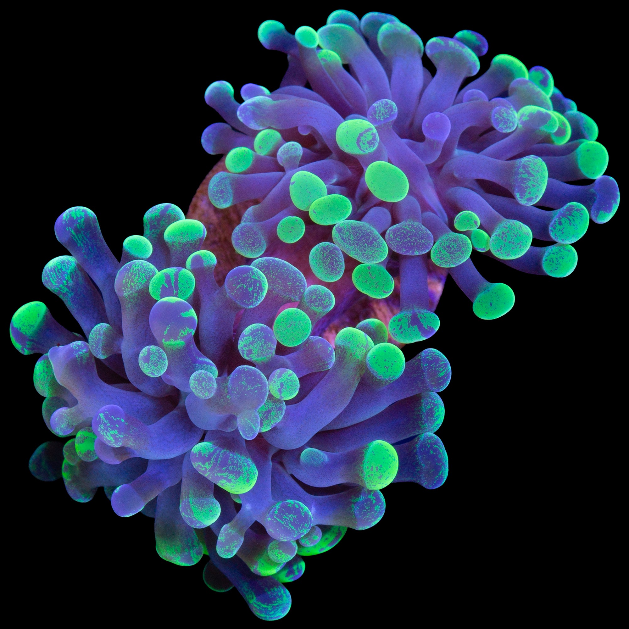 Marbled Branching Hammer Coral