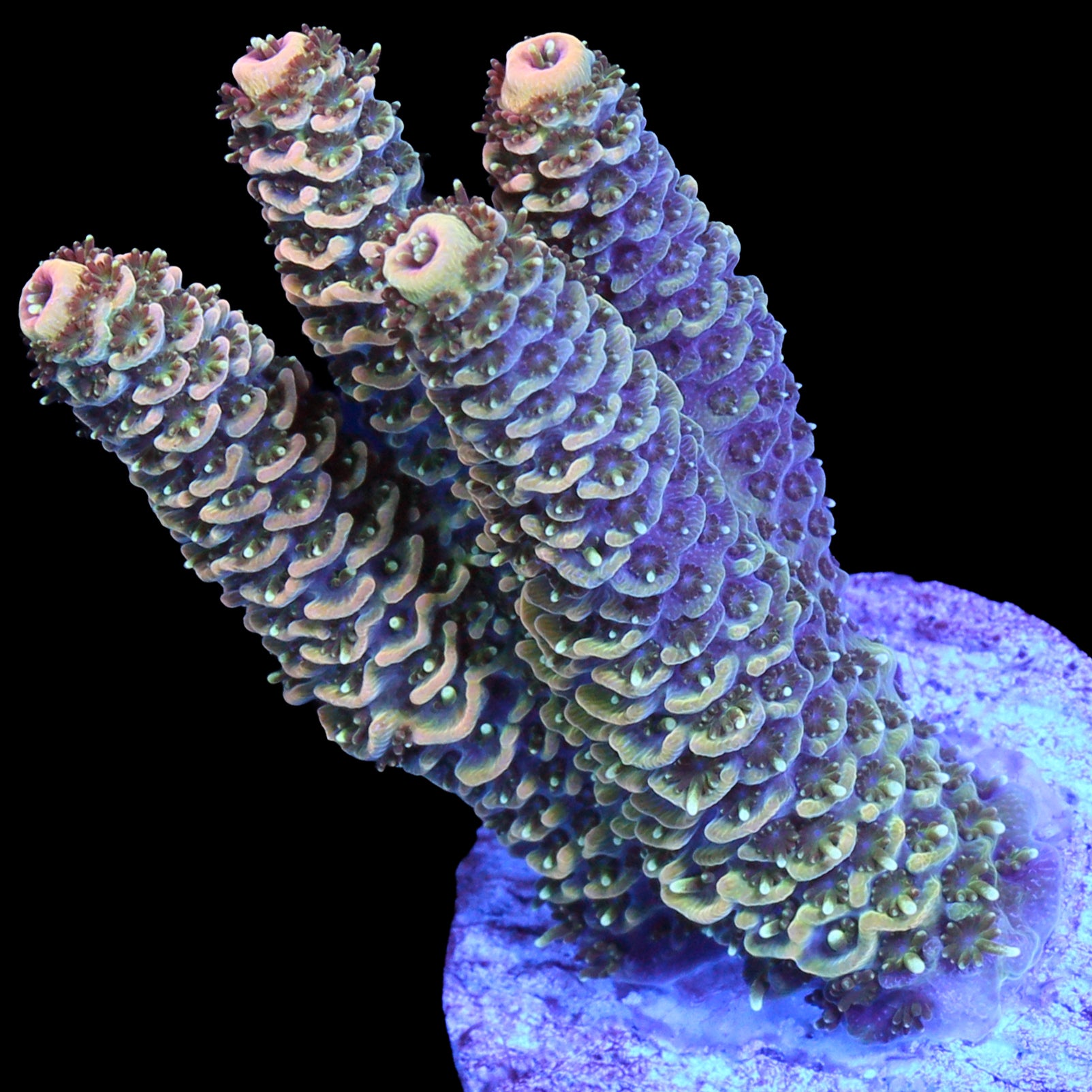 Sunrise Millepora Acropora Coral