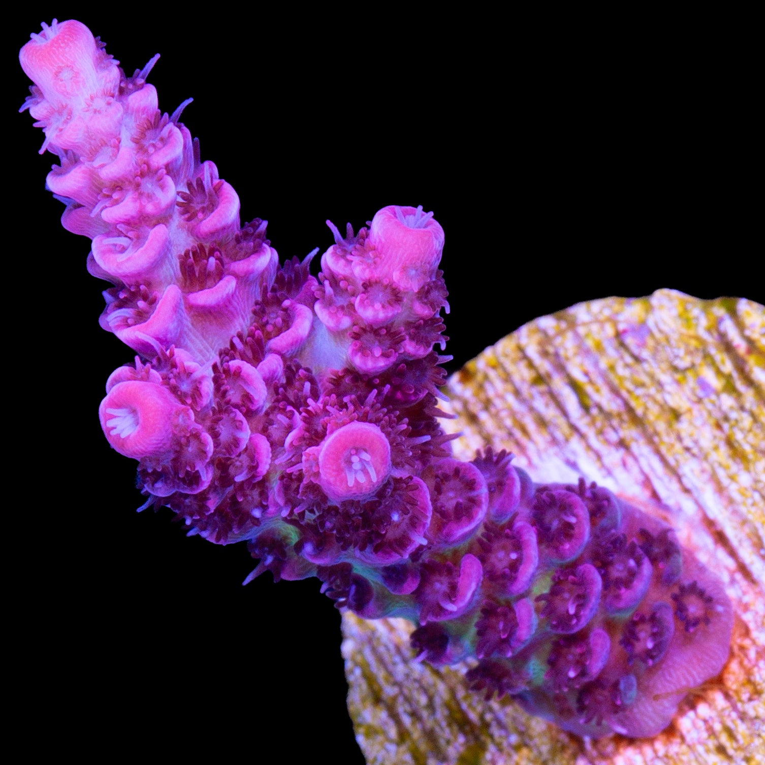 Raspberry Beret Acropora Coral