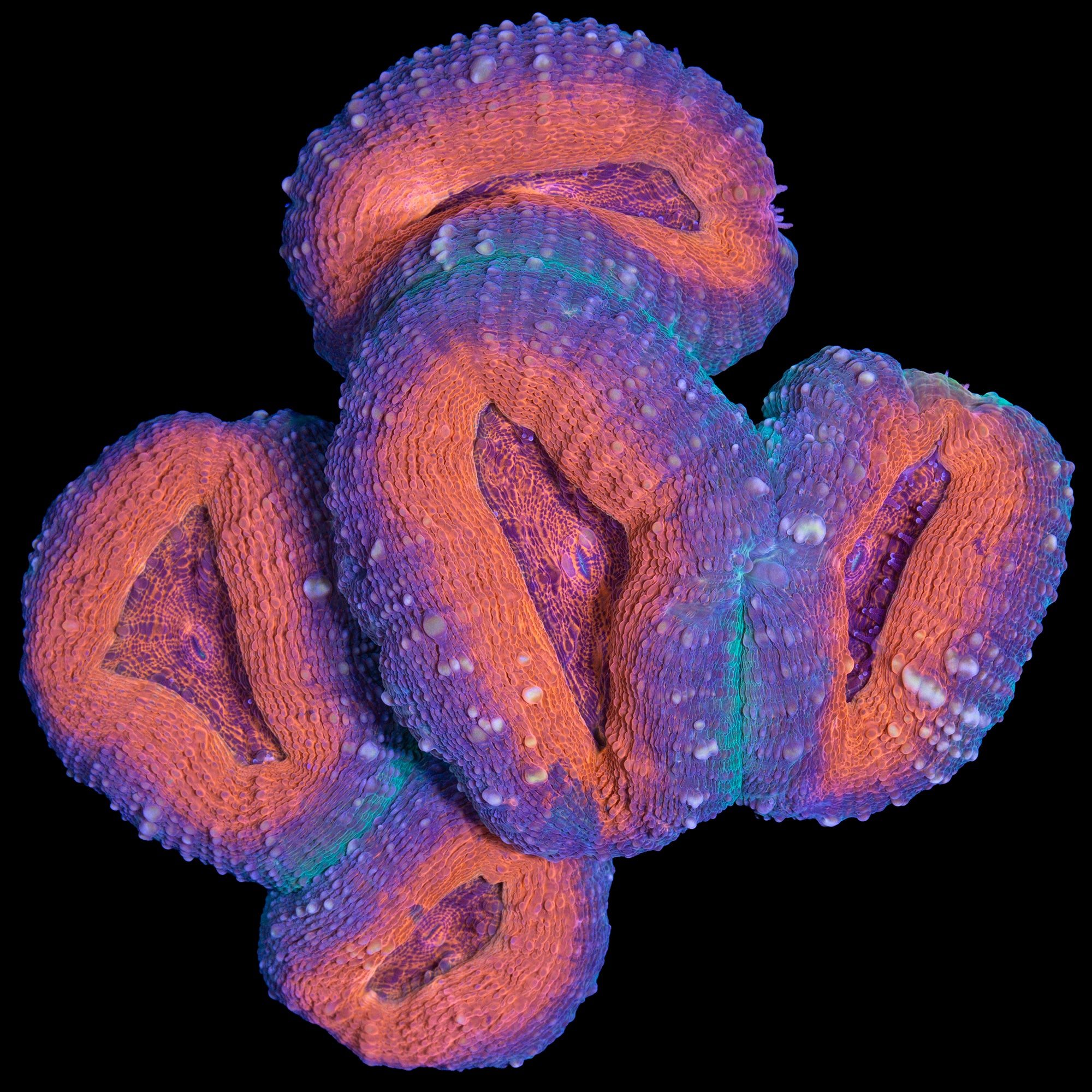 Aussie Molten Lobo Coral