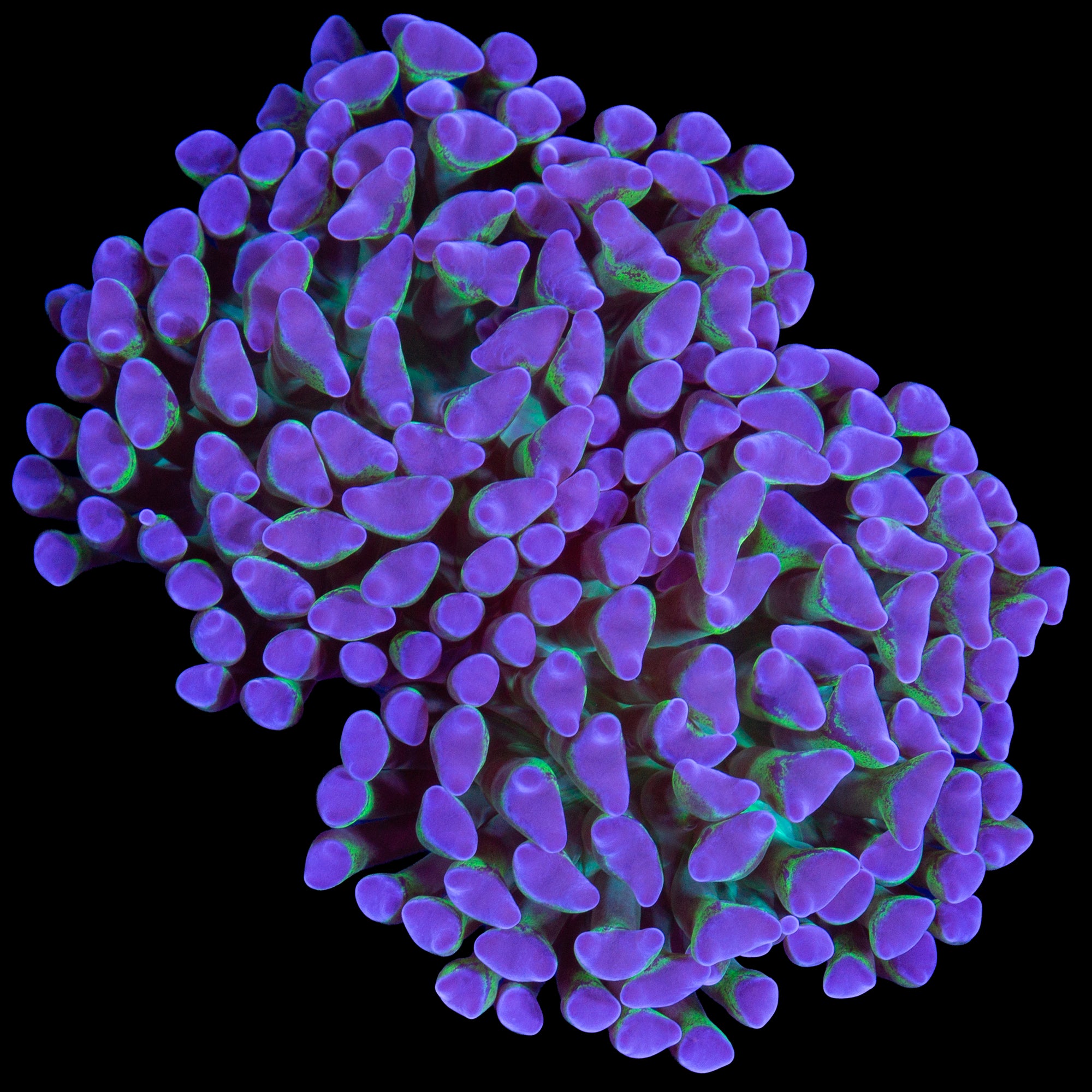 Purple Tip Hammer Coral