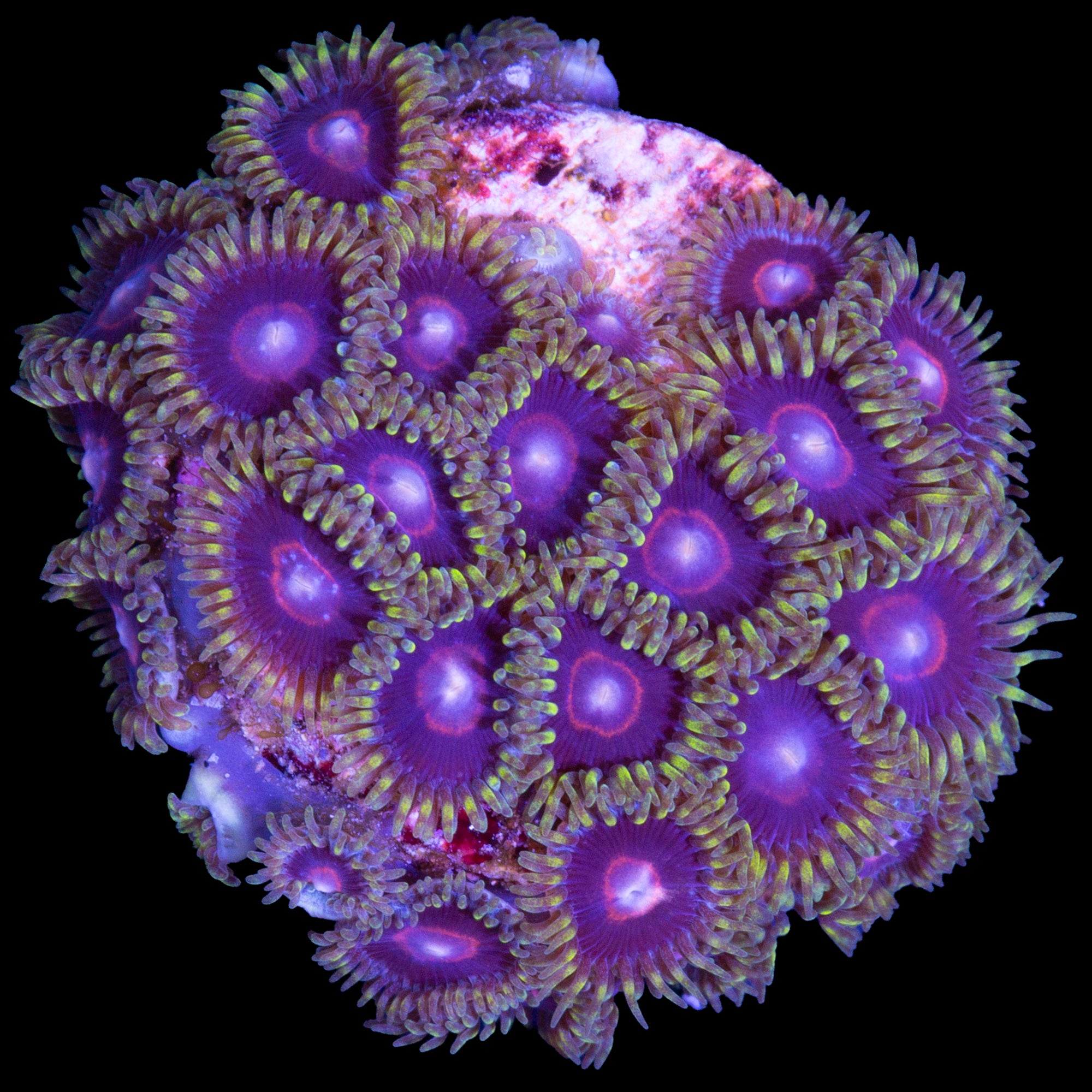 Vivid's Jawbreaker Hornet Zoanthids