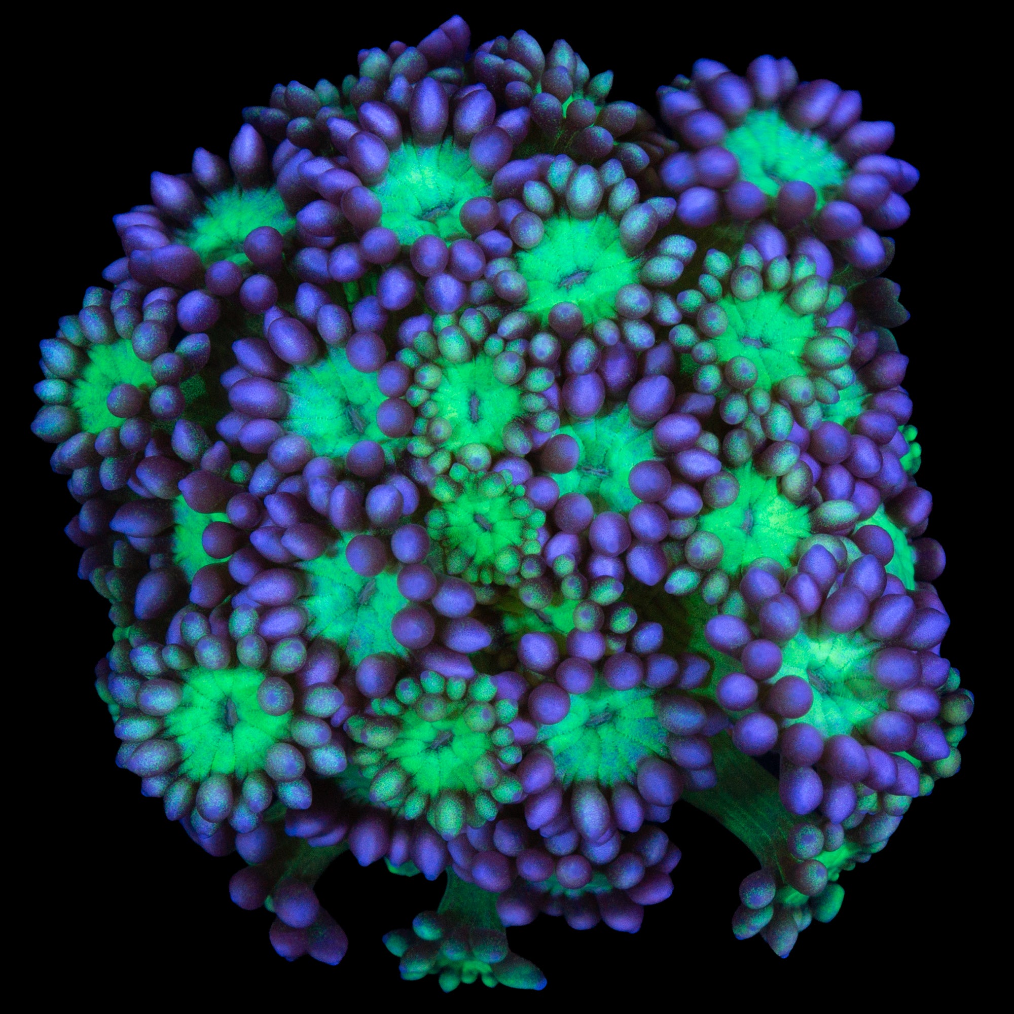 Joker Goniopora Coral