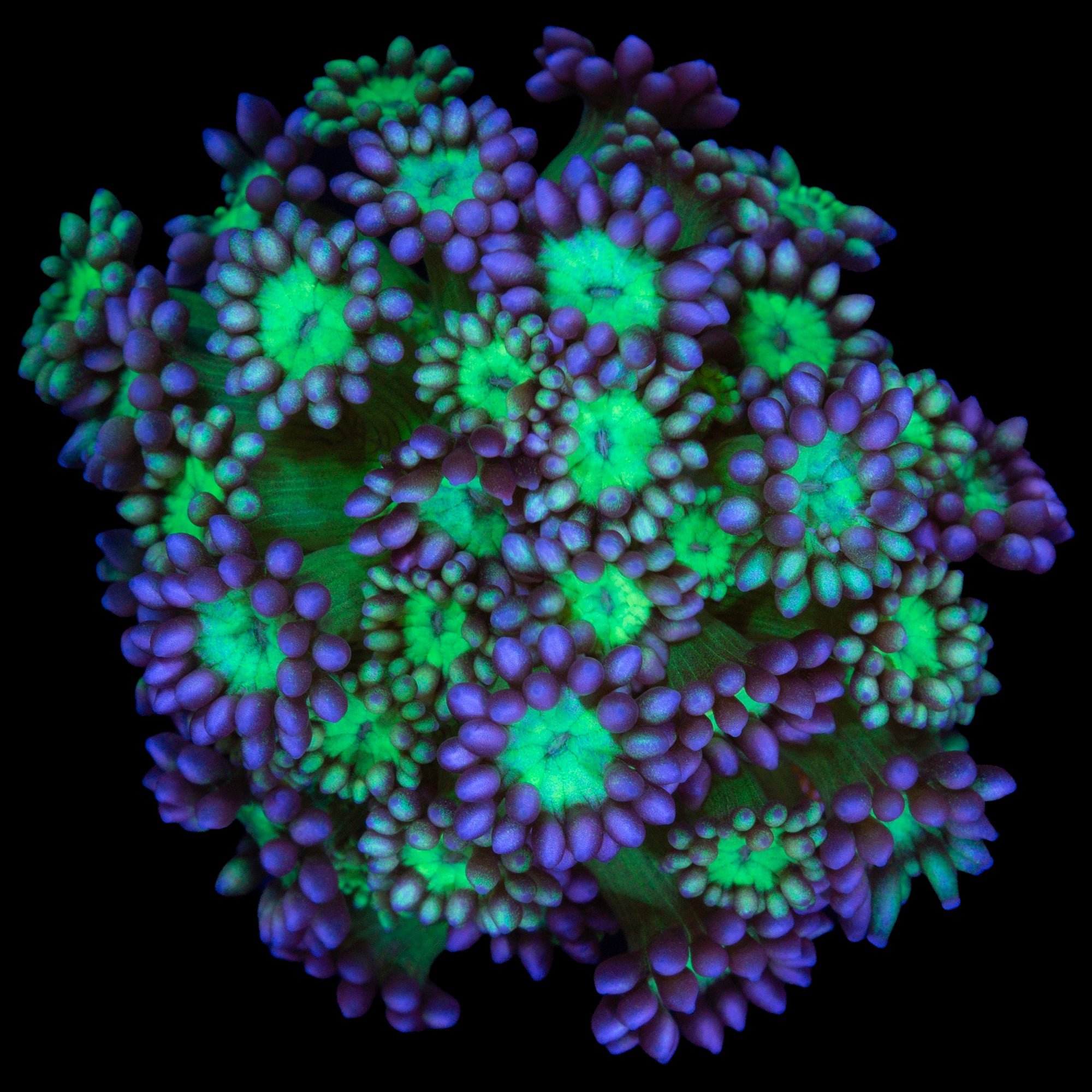 Joker Goniopora Coral