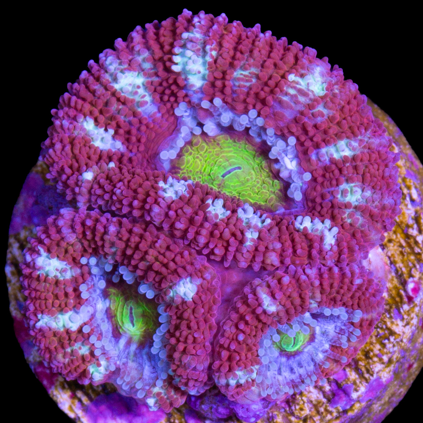 Golden Eye Acan Coral