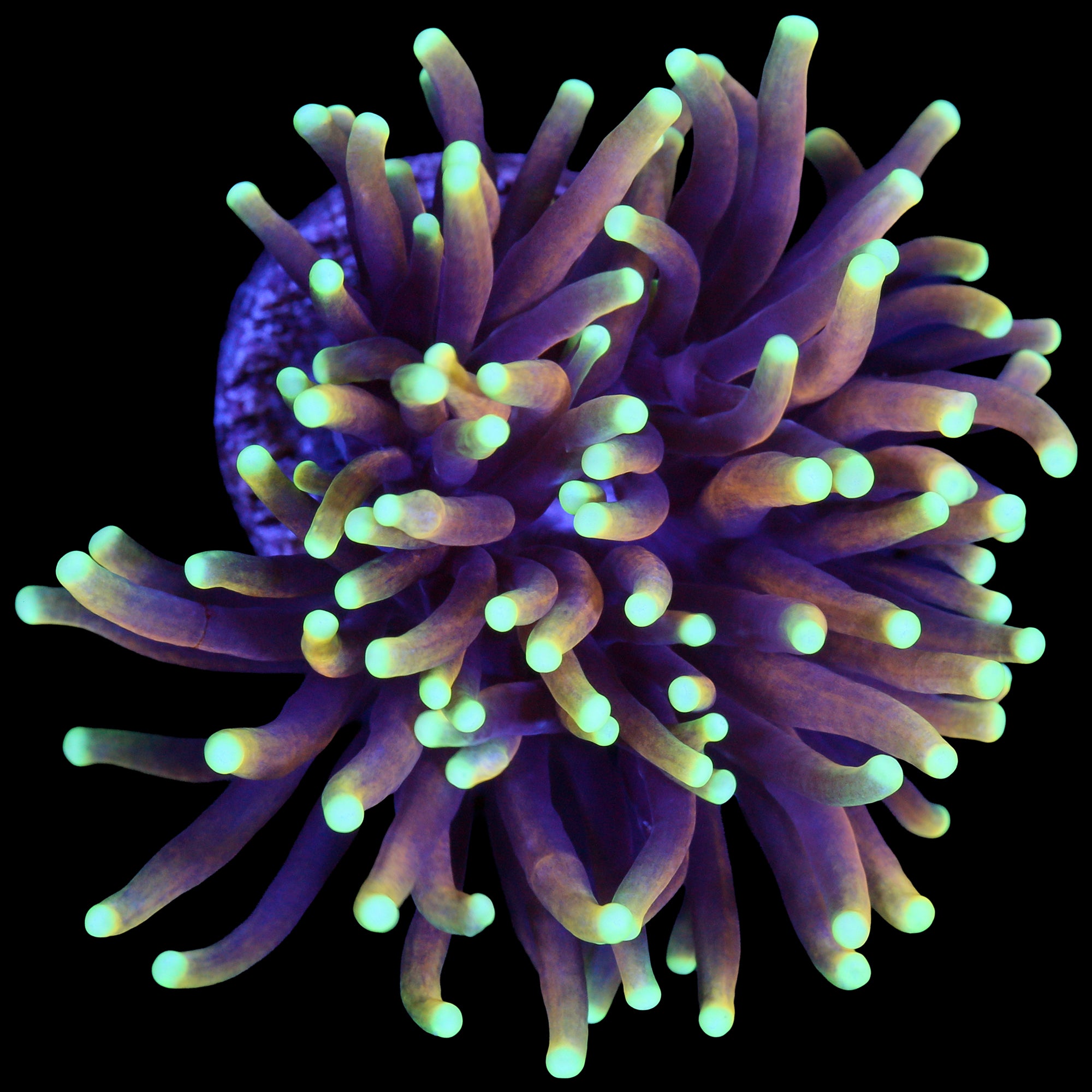 Indo Gold Torch Coral