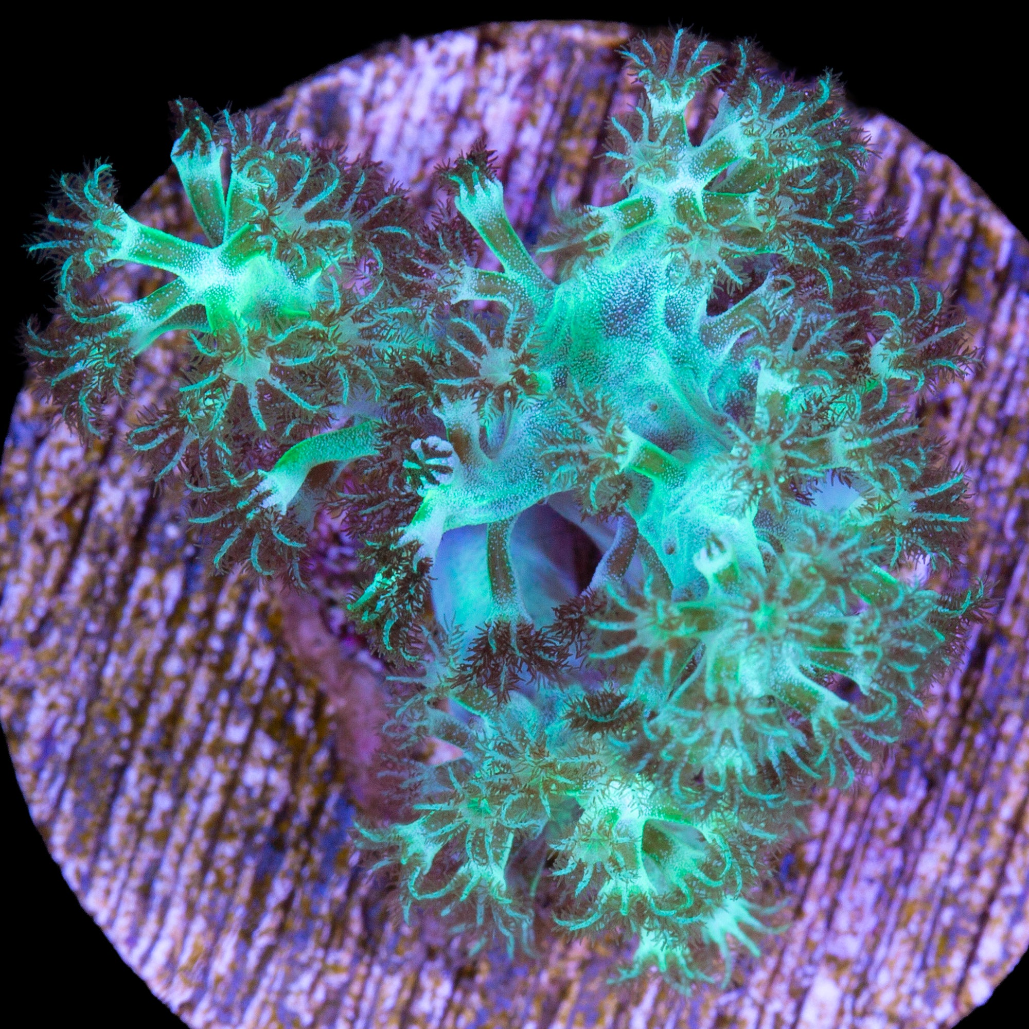Neon Green Kenya Tree Coral