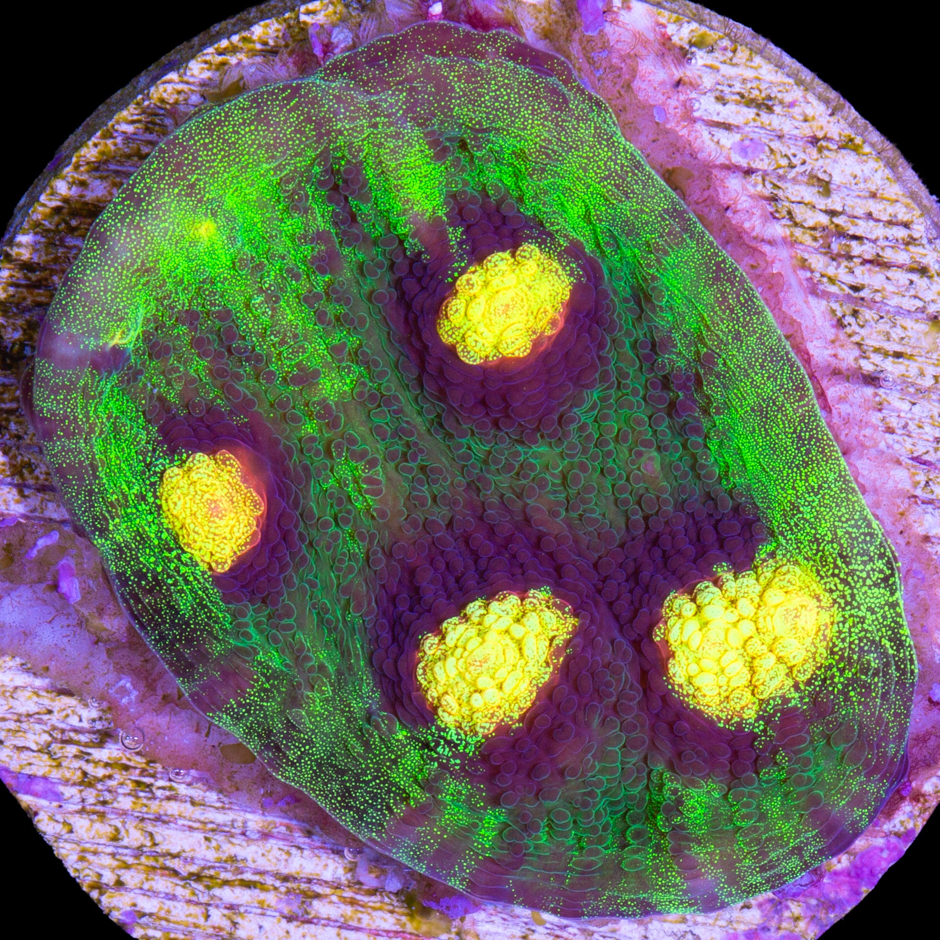 Raja Rampage Mycedium Coral