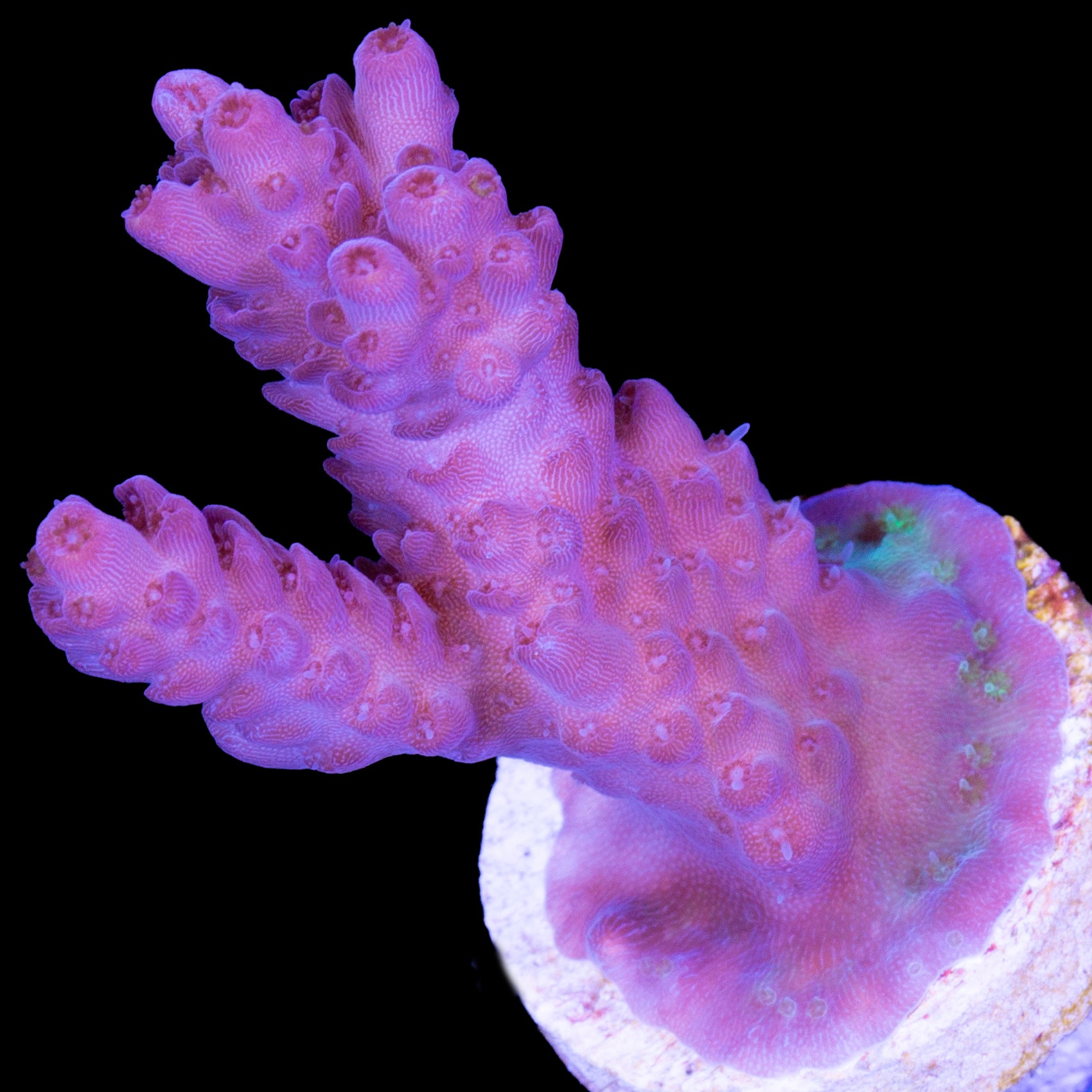 Pinky Acropora Coral