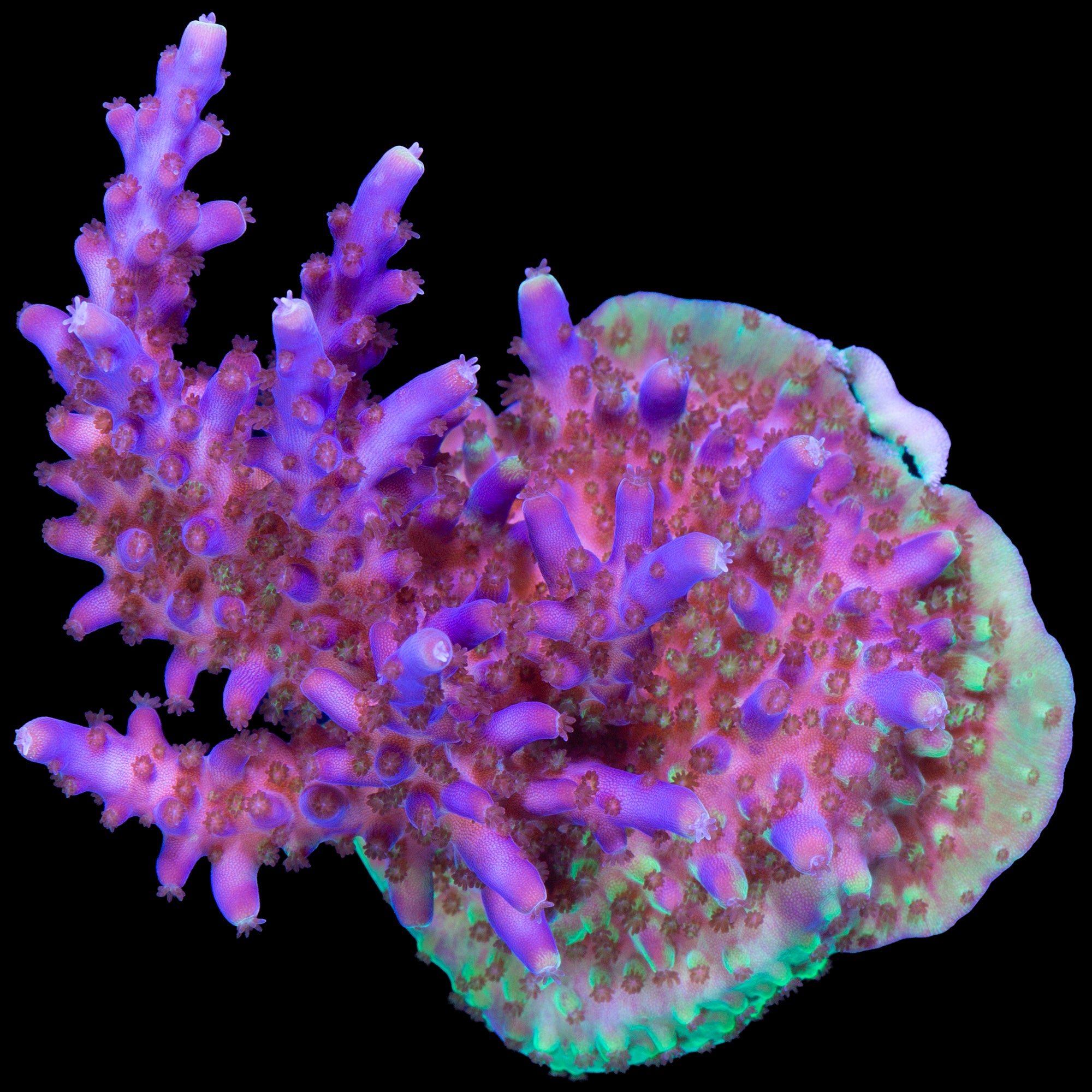 Purple Valida Acropora Coral - Chunky Frag