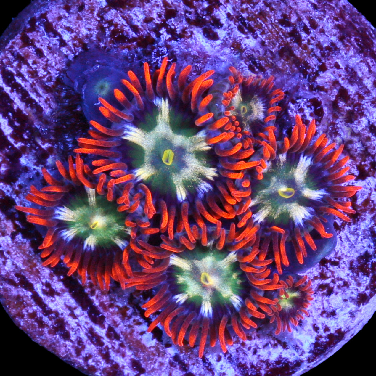 Vivid's Flaming Fireball Zoanthids