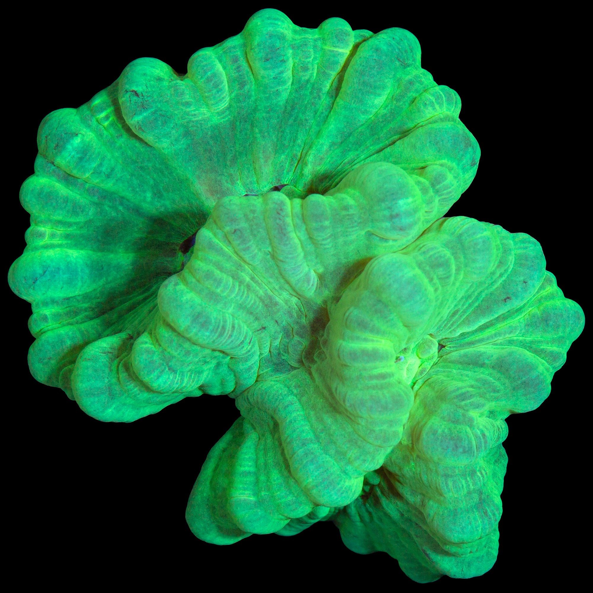 Kryptonite Candy Cane Coral