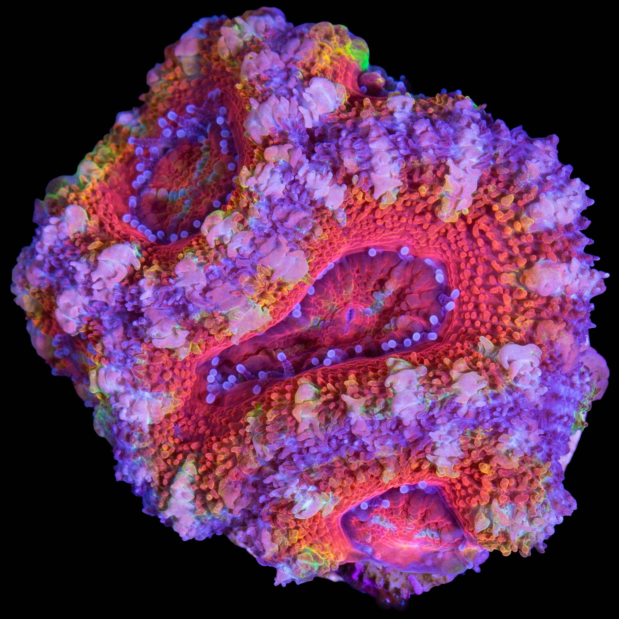 Rainbow Acan Coral