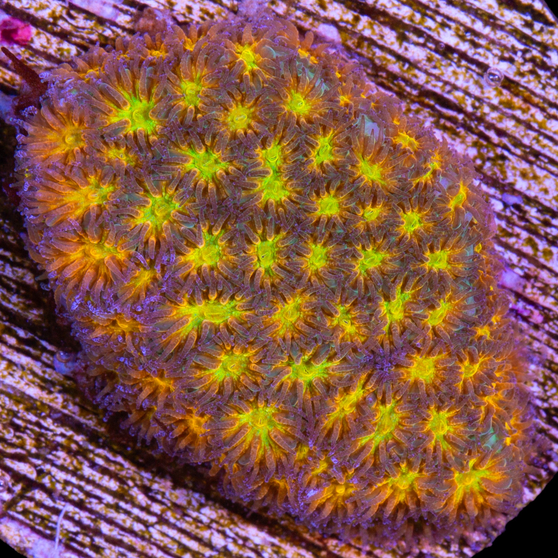 John Deere Leptastrea Coral