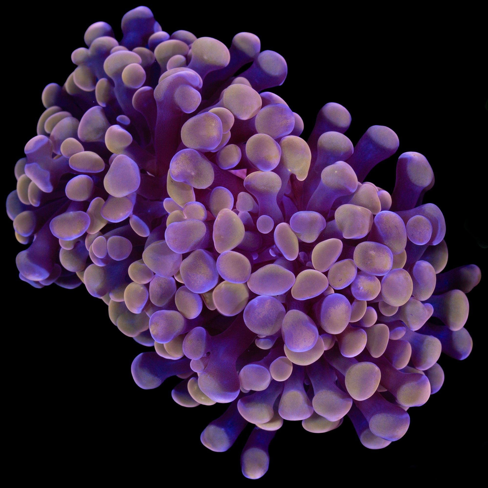 Peach Branching Hammer Coral