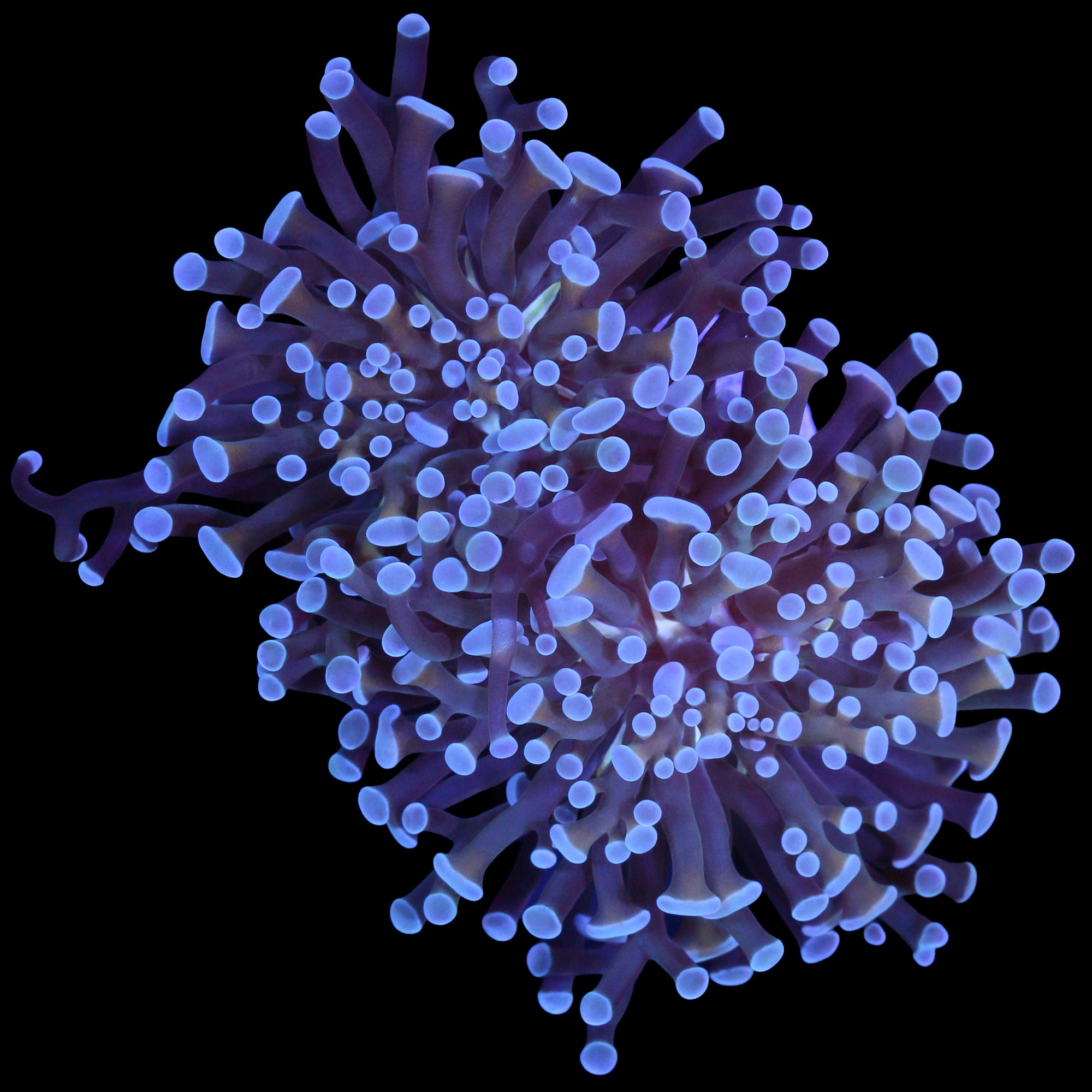 Neptune Branching Hammer Coral