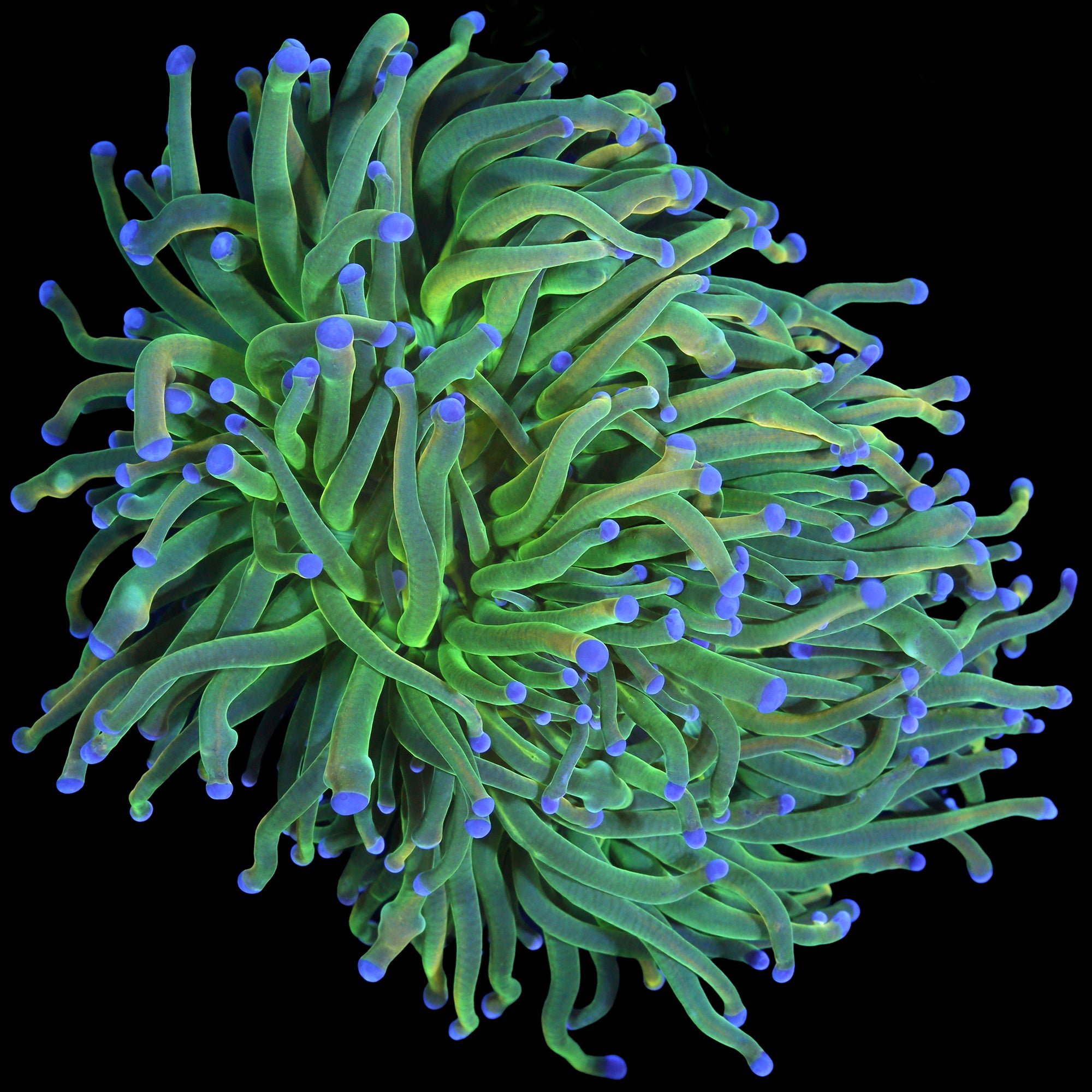 Holy Grail Torch Coral