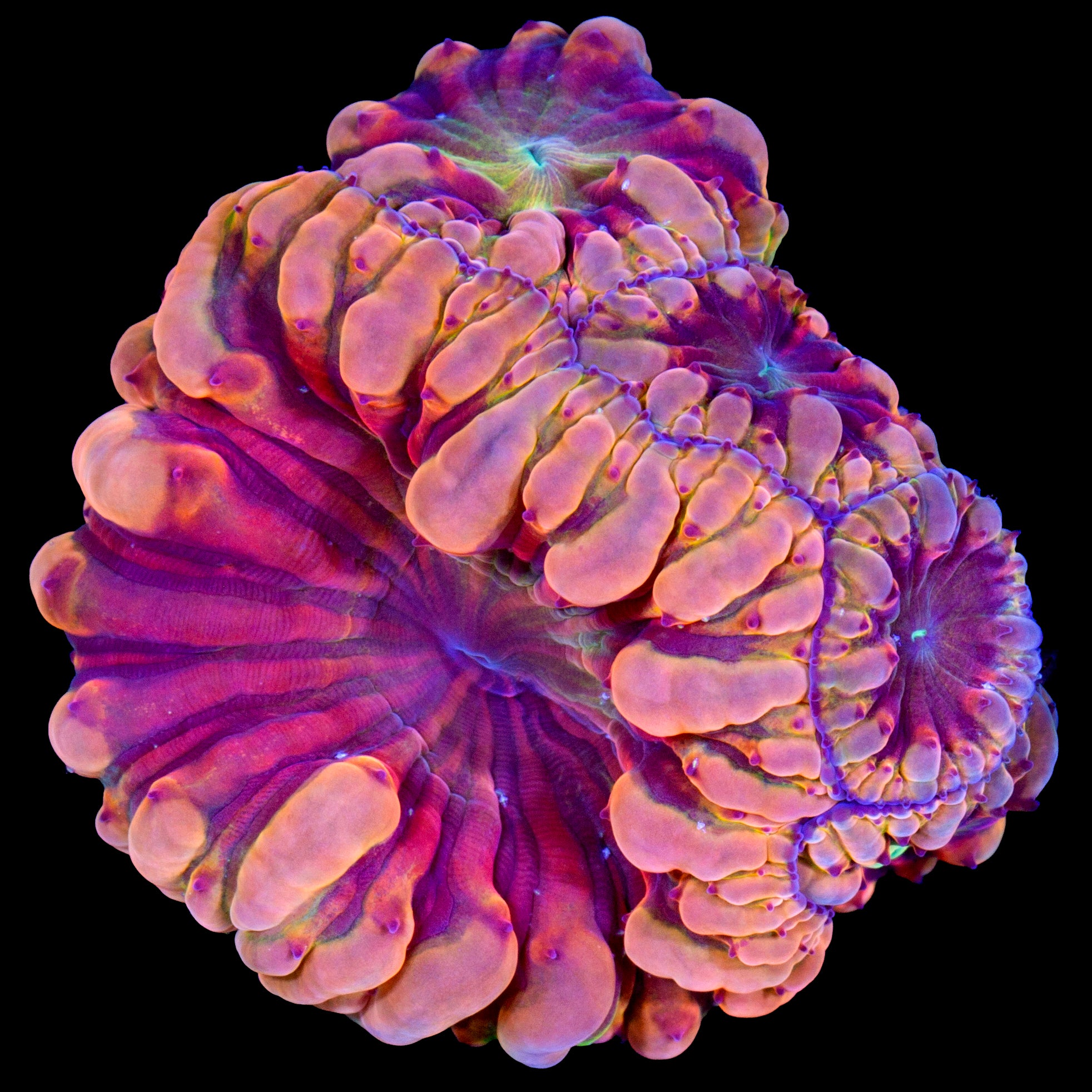 Vivid's Mindblown Blastomussa Coral