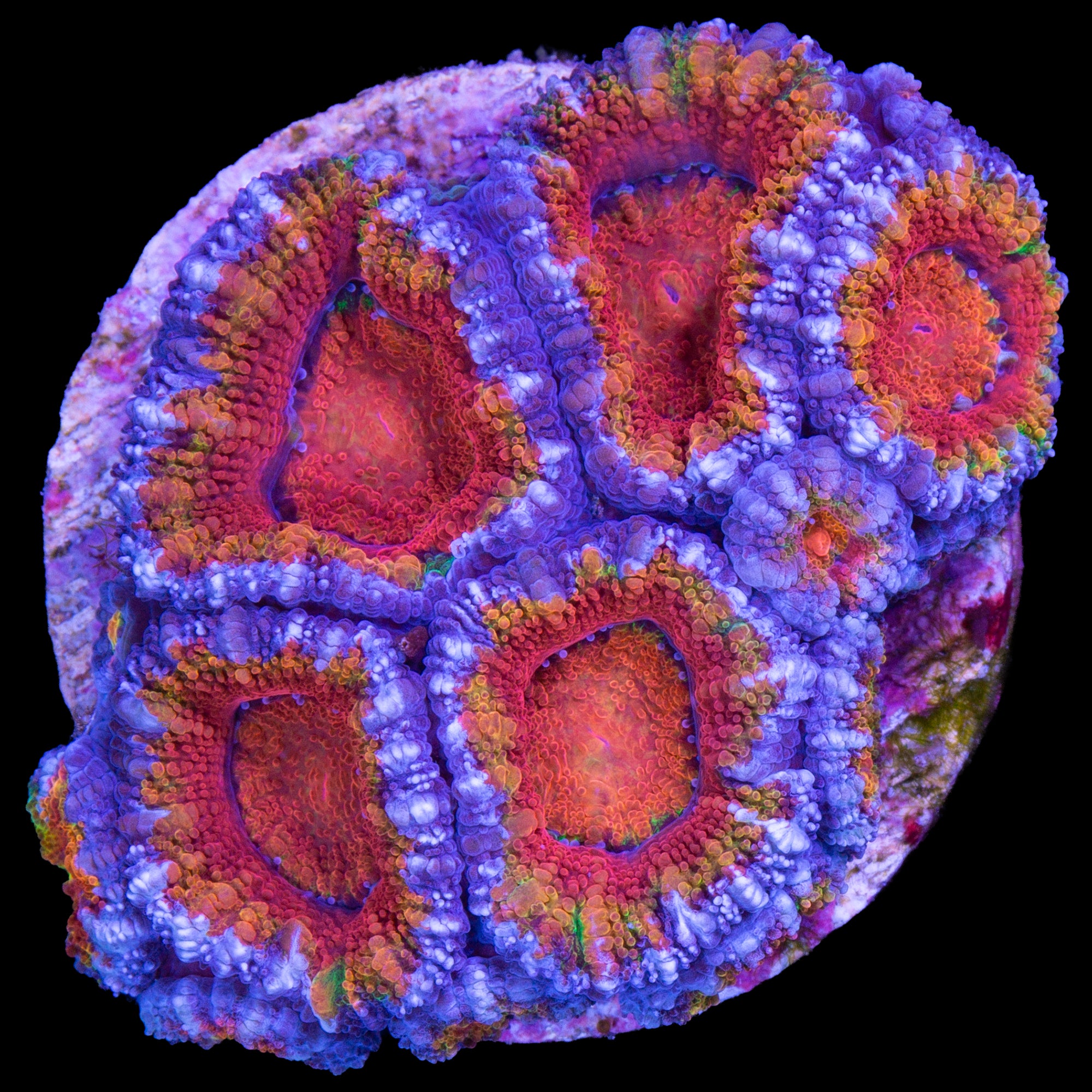 Rainbow Acan lord Coral