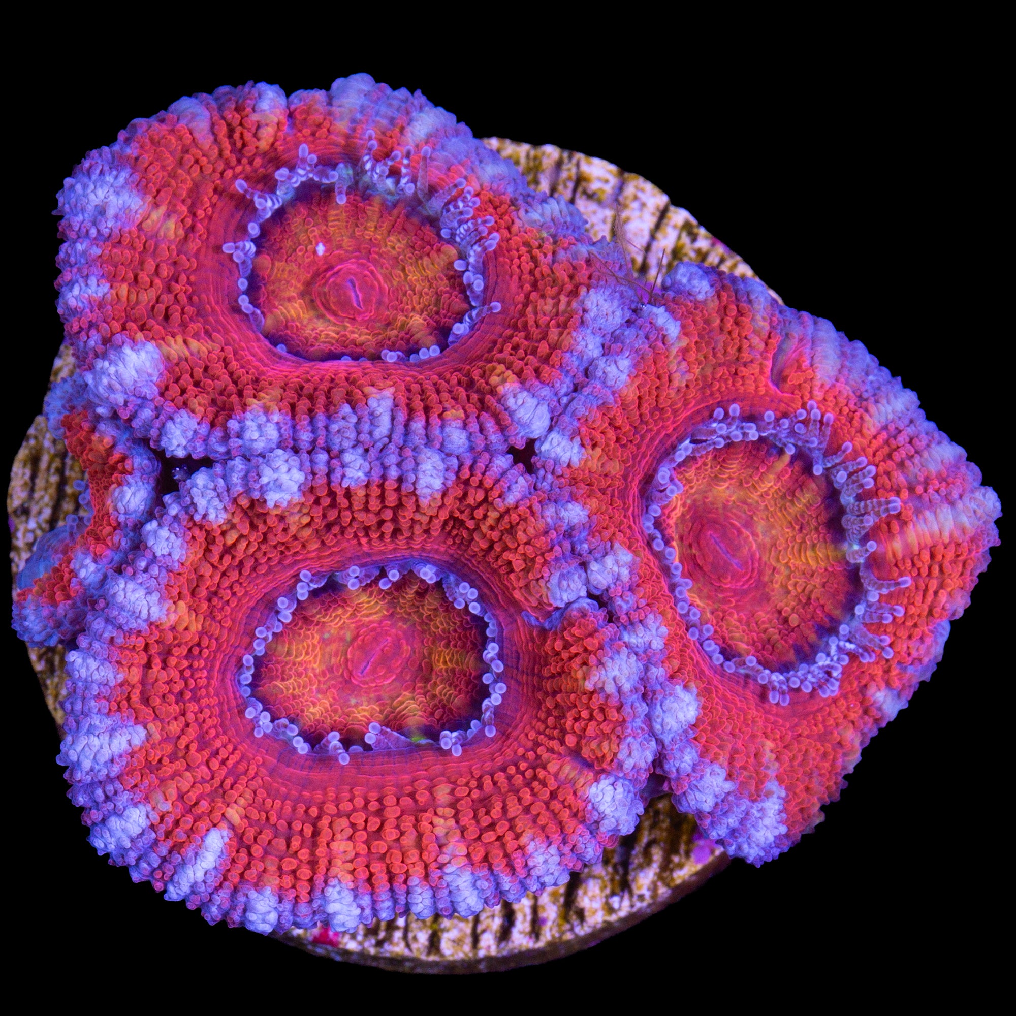 Rainbow Acan Coral