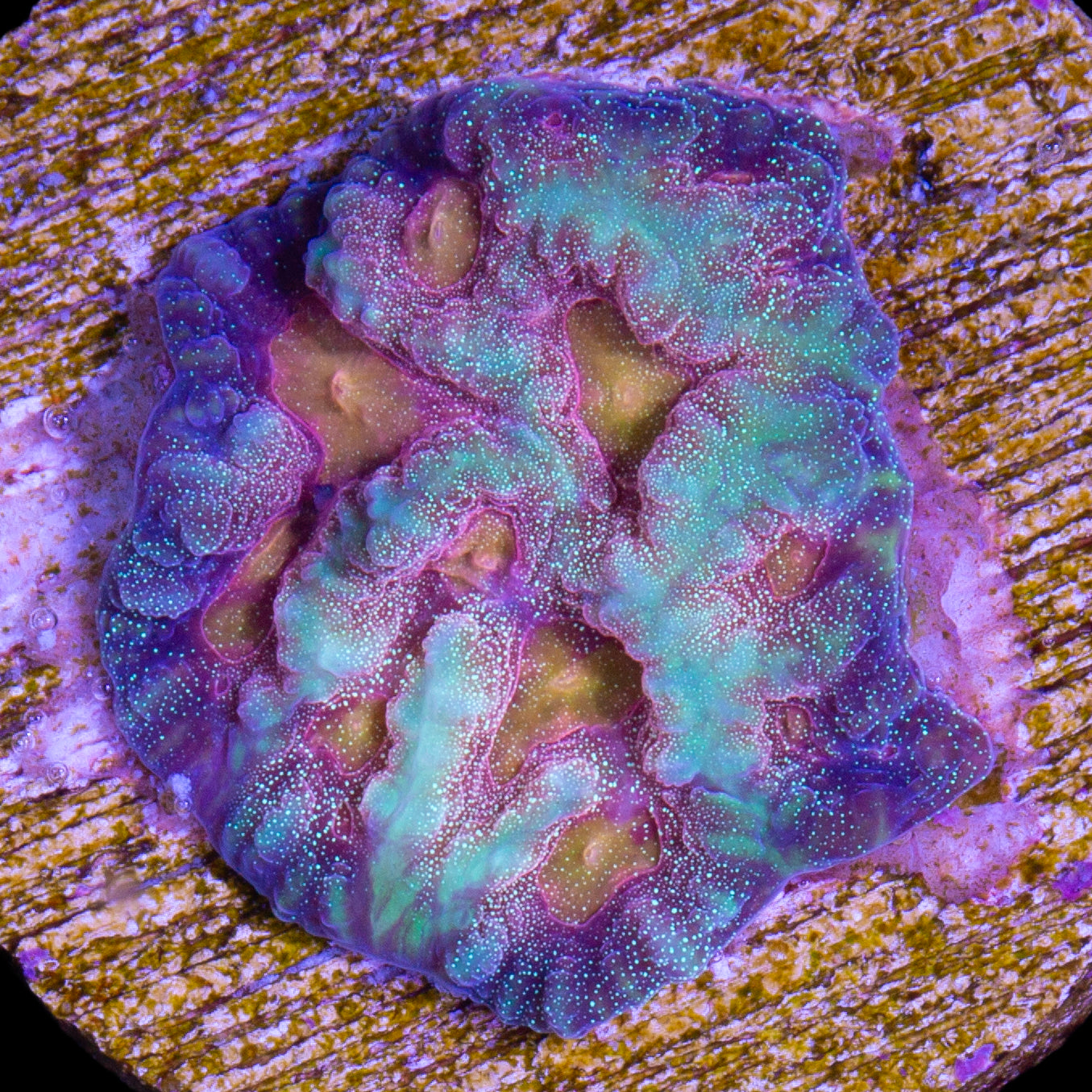 Baby's Breath Favia Coral