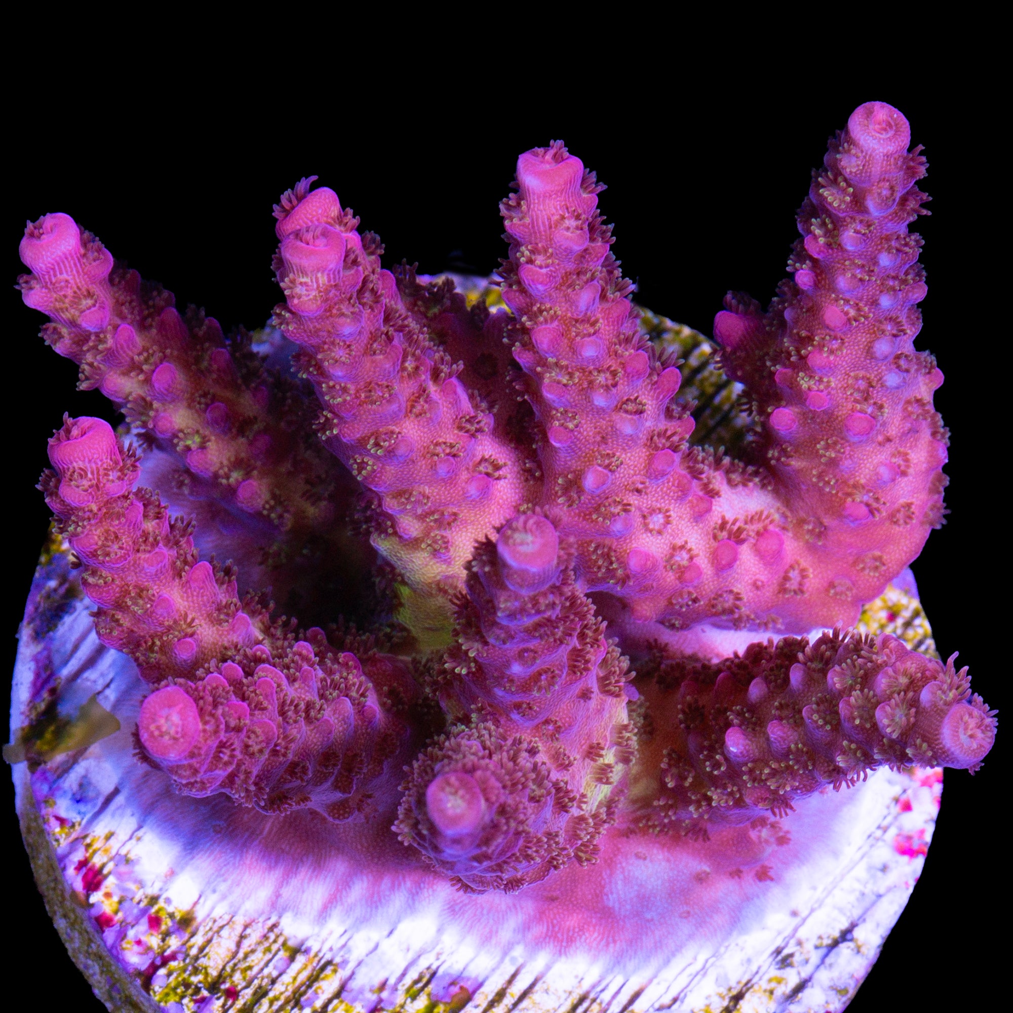 PC Rainbow Acropora Coral - Chunky Frag