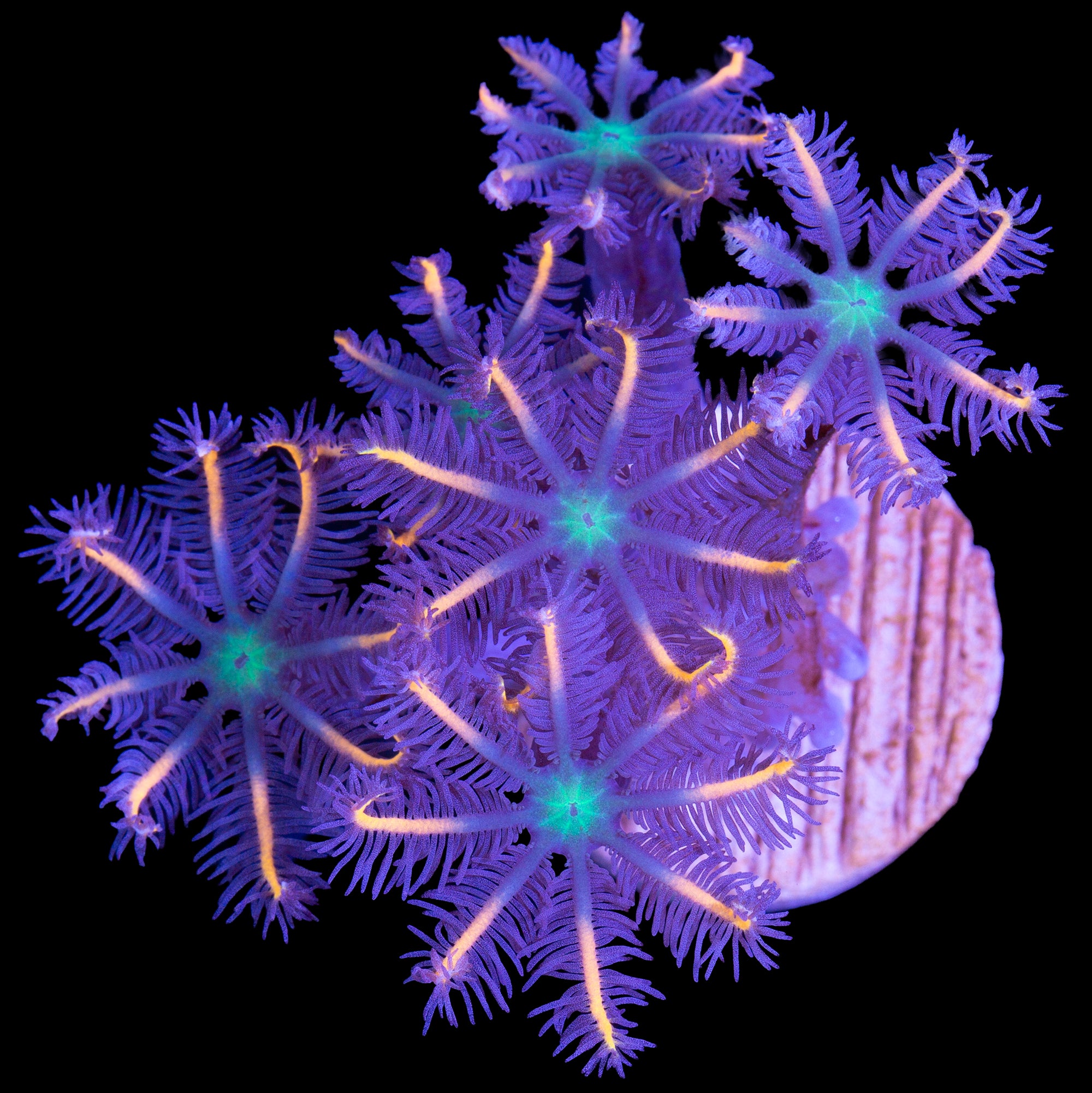 Orange Tip Clove Polyps