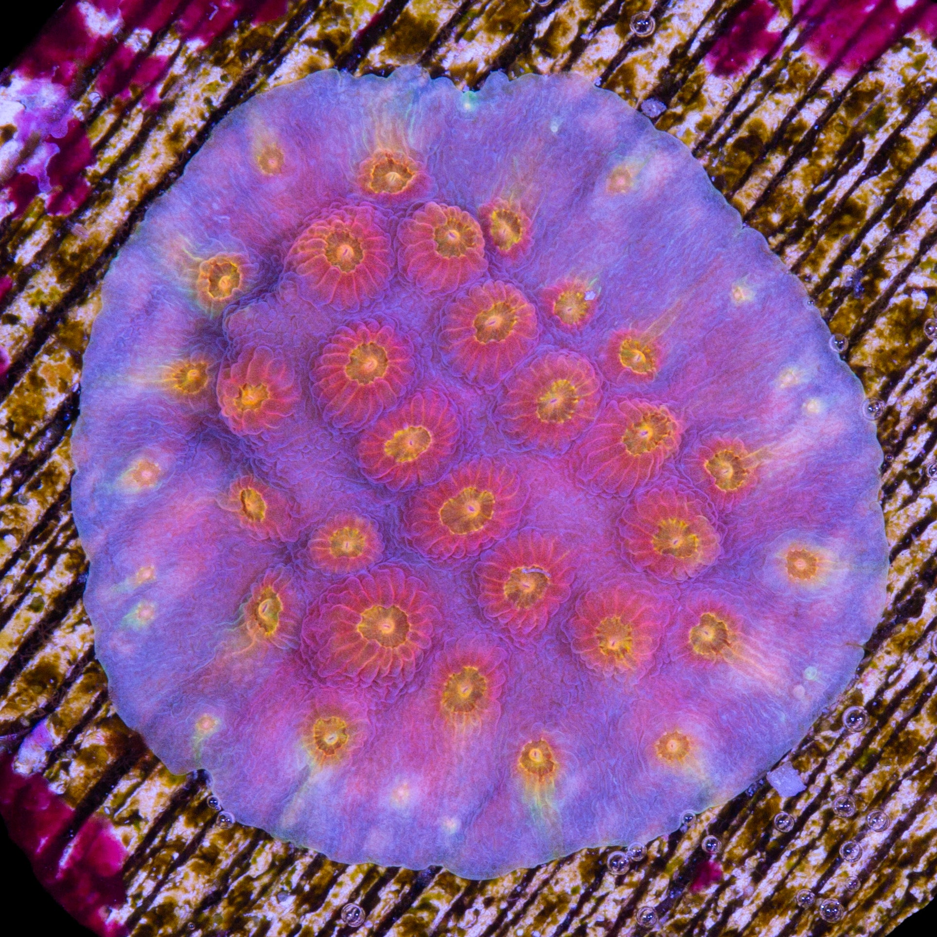 Rainbow Cyphastrea Coral