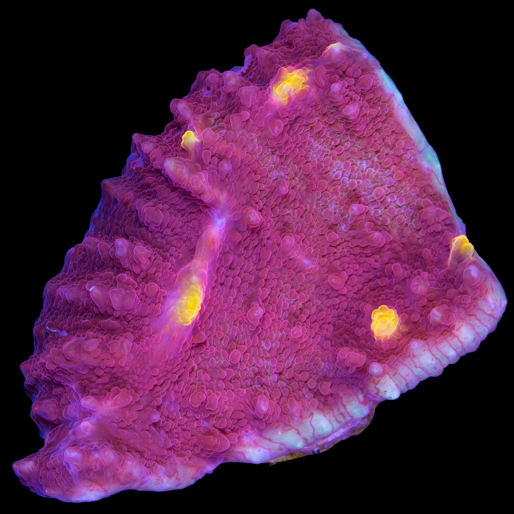 Goldeneye Echinophyllia Coral