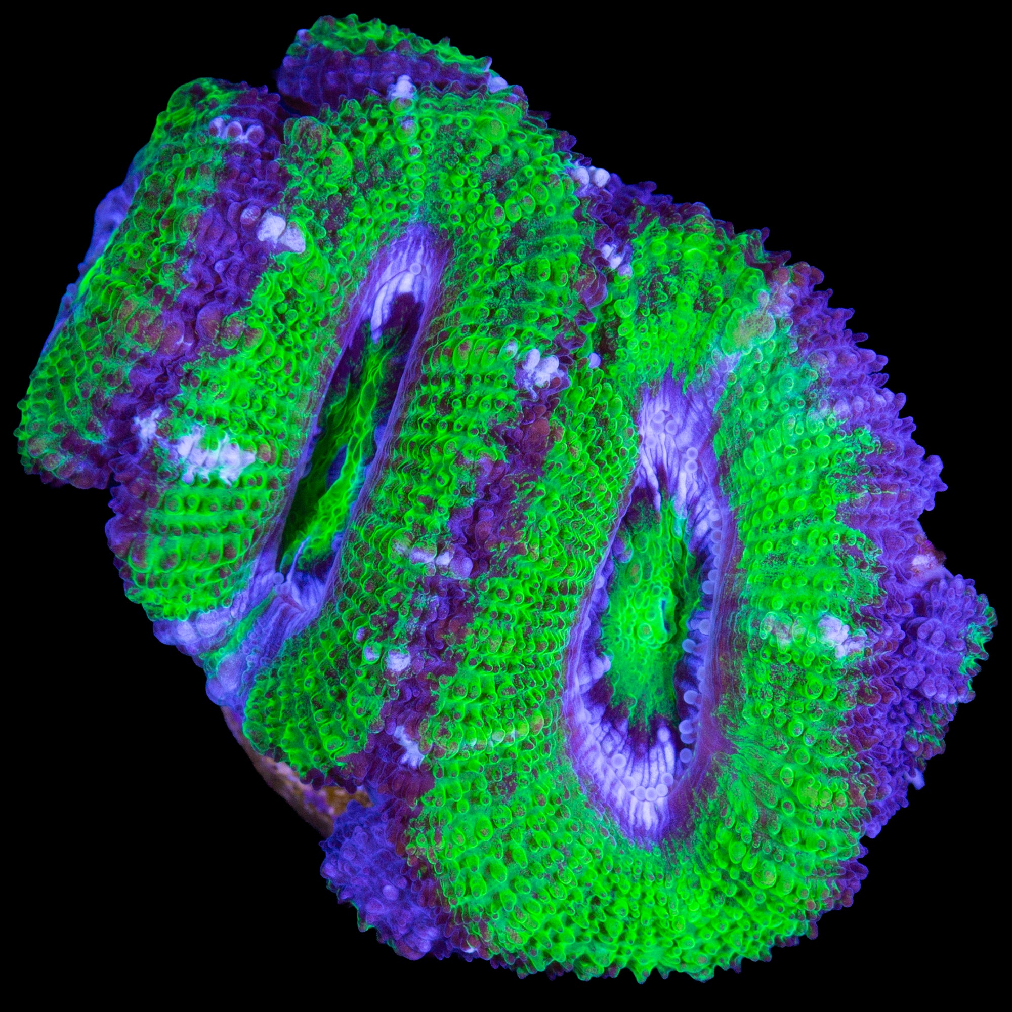 Toxic Hulk Acan Coral