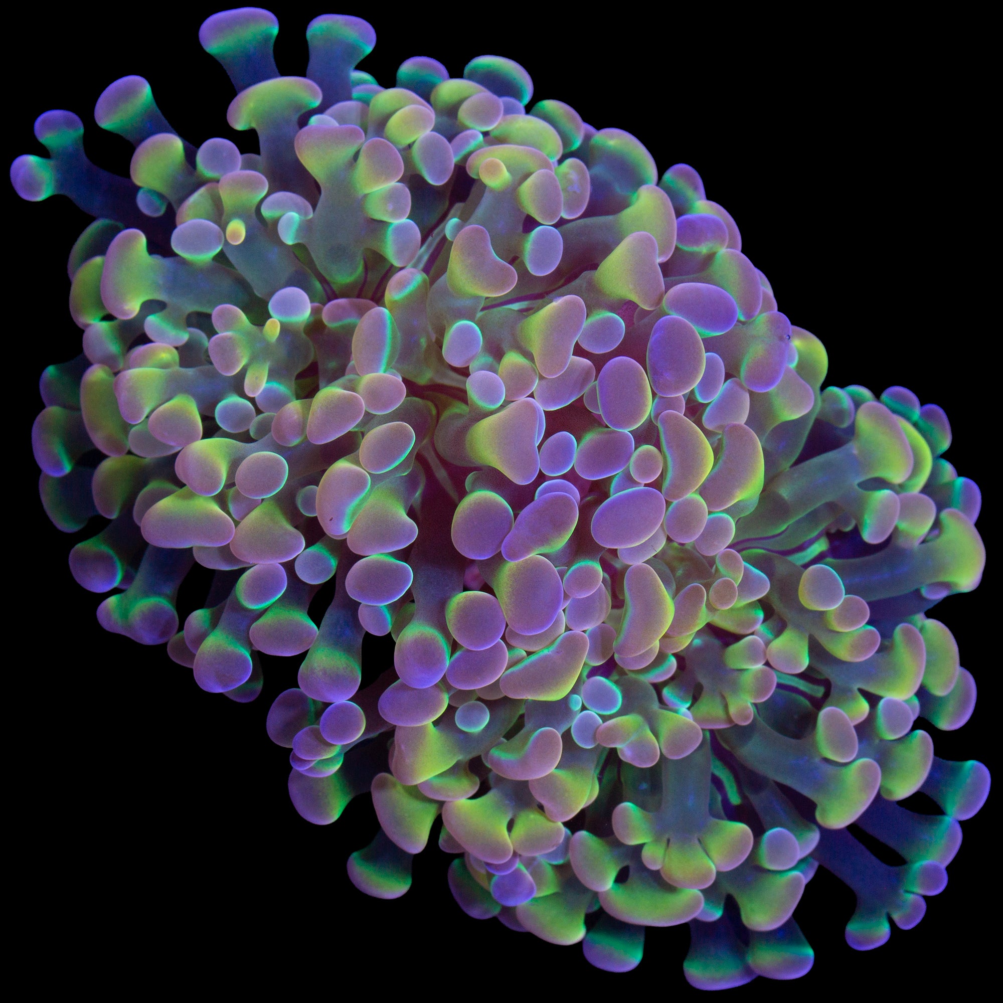 Hologram Branching Hammer Coral - 2 heads
