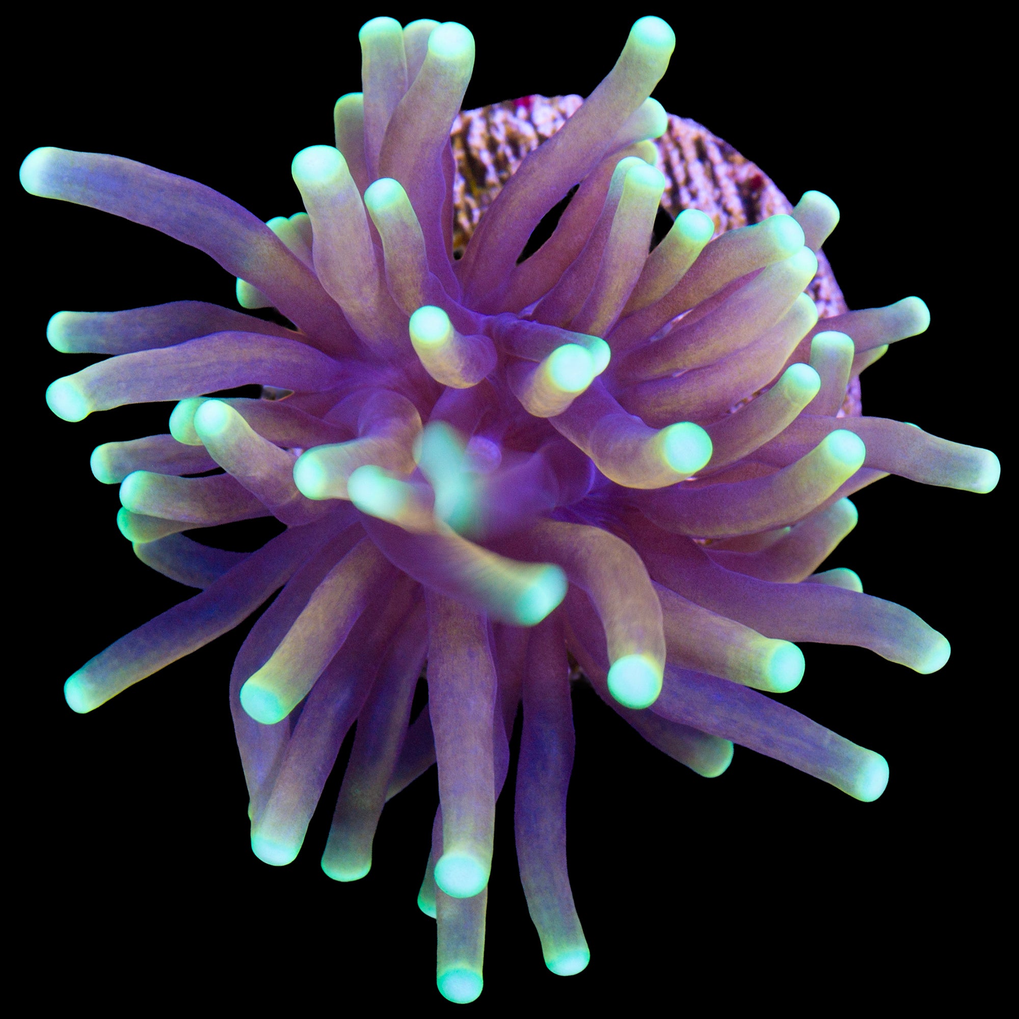 Indo Gold Torch Coral