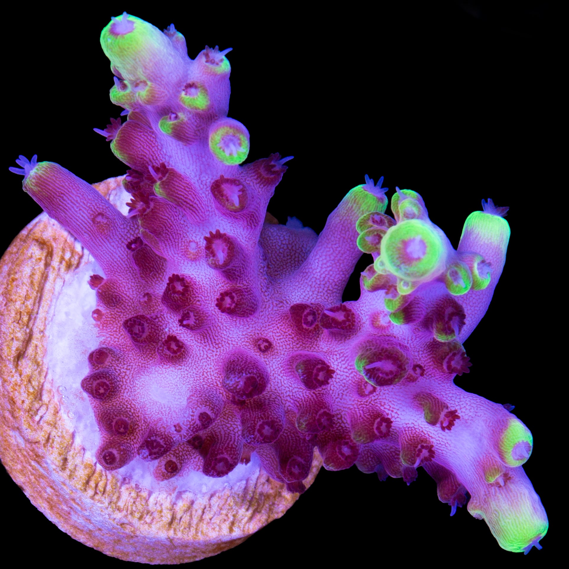 Fox Flame Acropora Coral - Chunky Frag