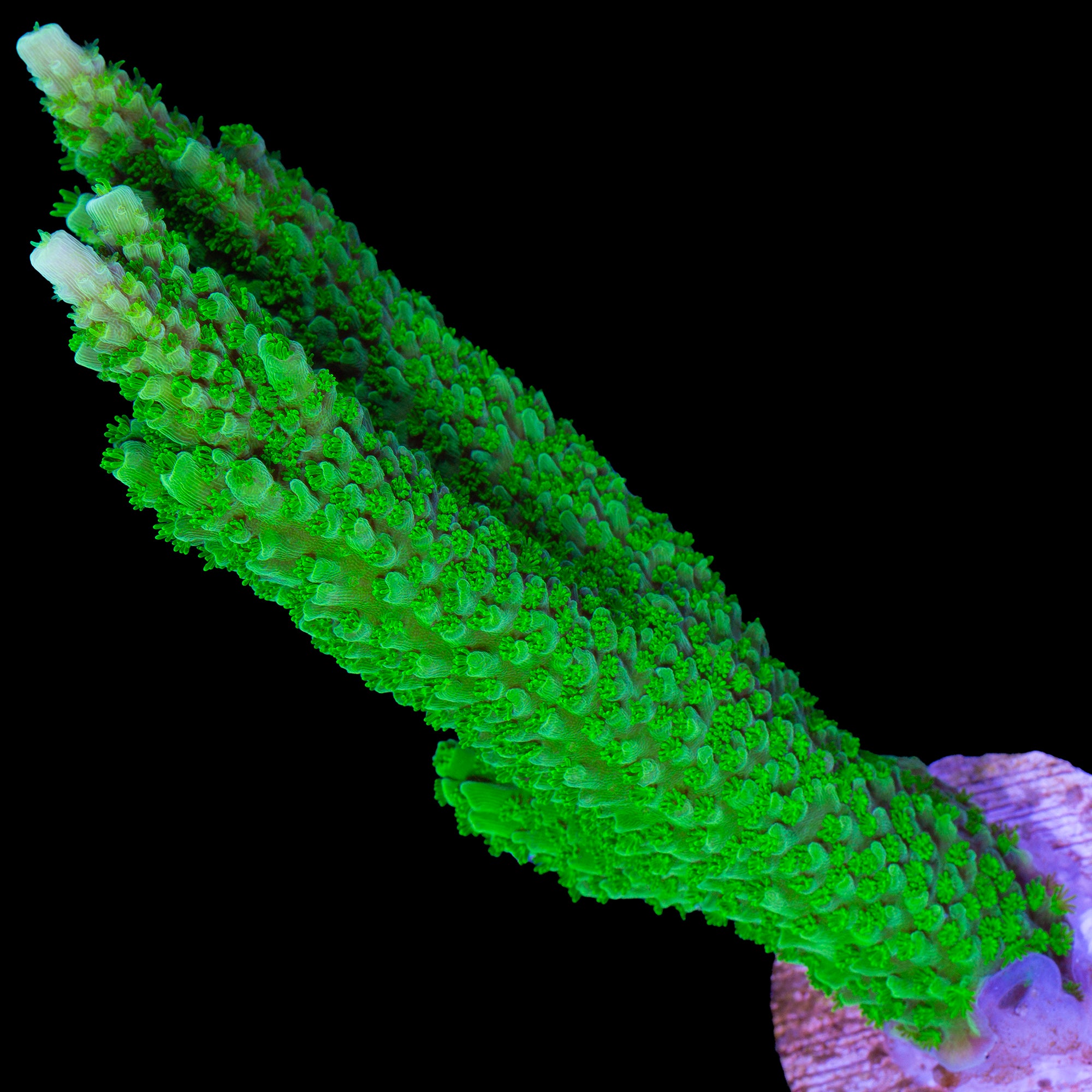 Bali Slimer Acropora Coral - Lg Frag