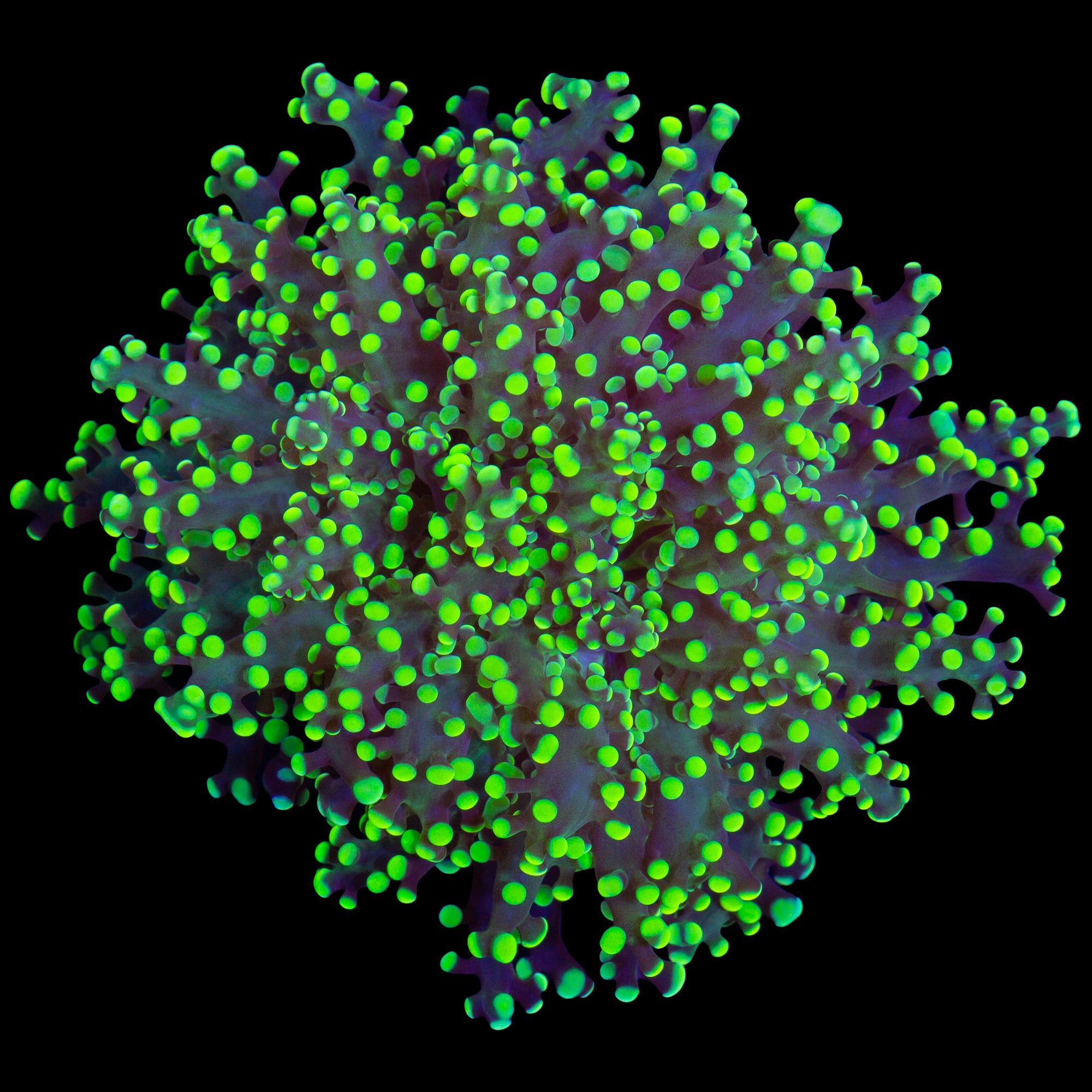 Neon Tip Frogspawn Coral