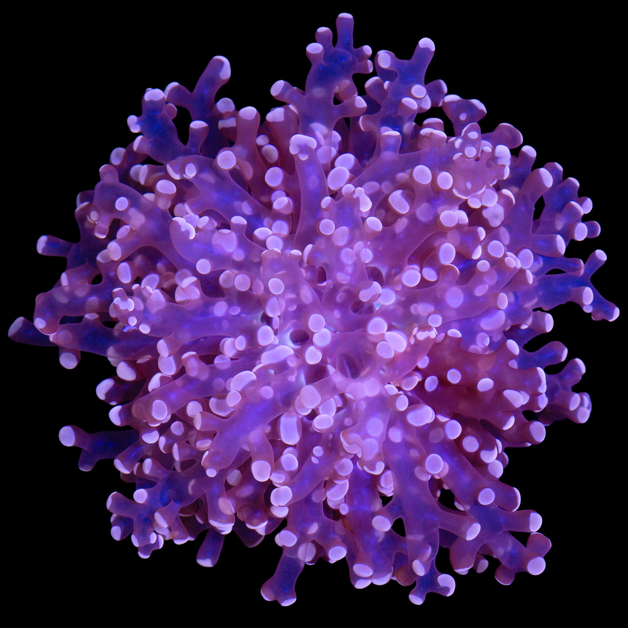 Pink Tip Frogspawn Coral