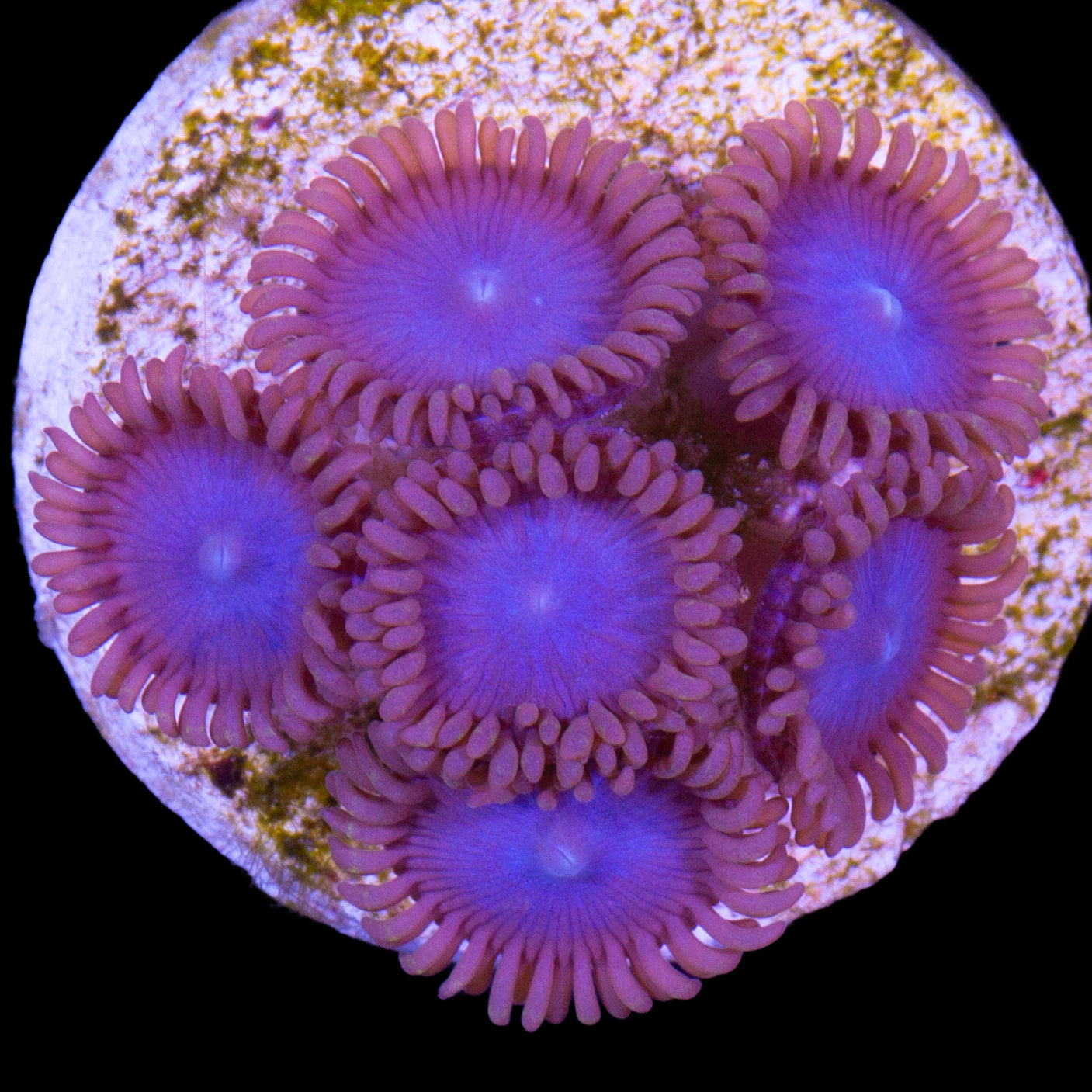 Tubbs Blue Zoanthids
