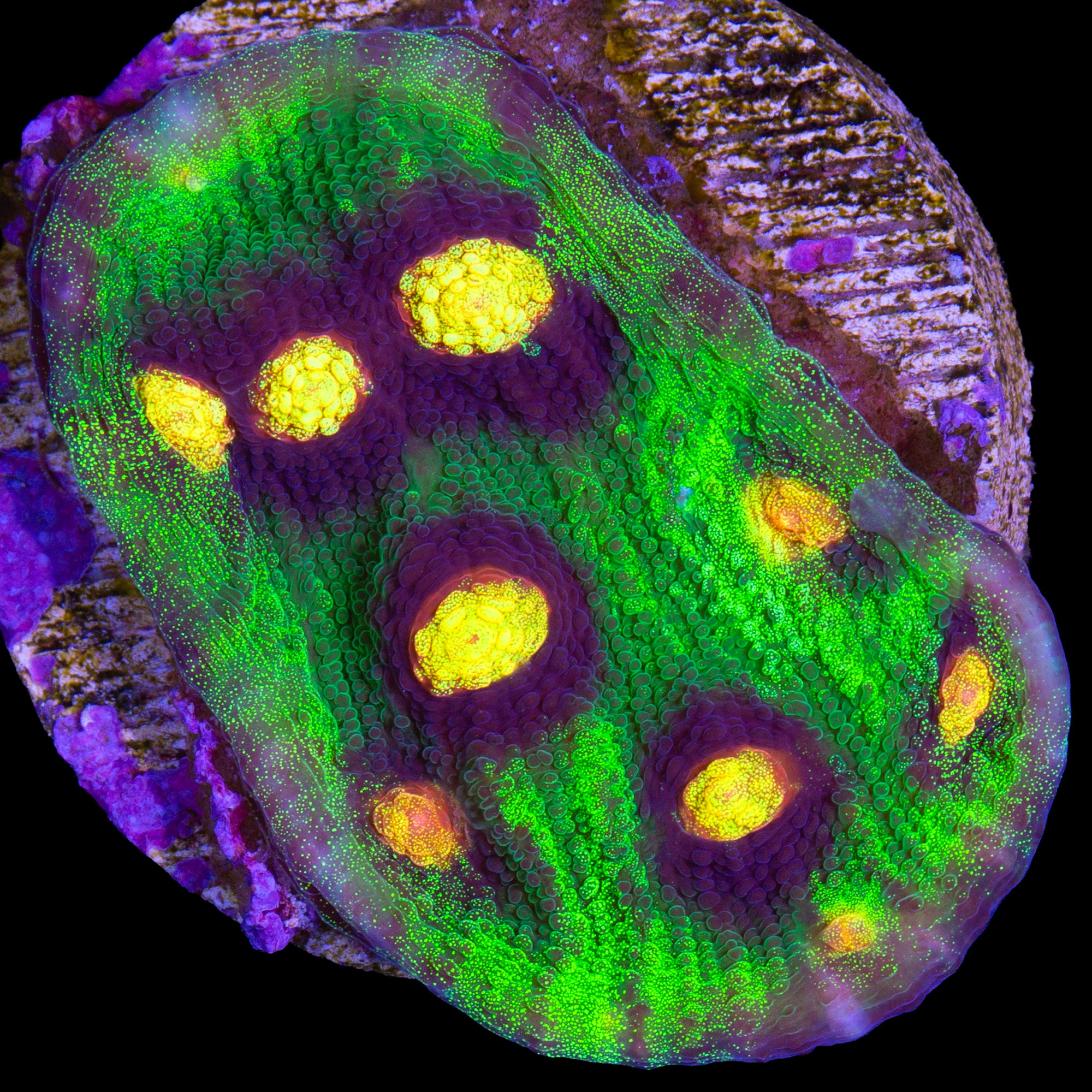 Raja Rampage Mycedium Coral Colony